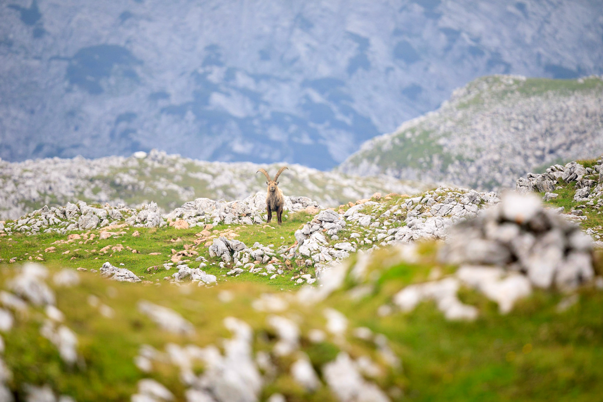 Starker Steinbock vor den Weiten des Hagengebirges.