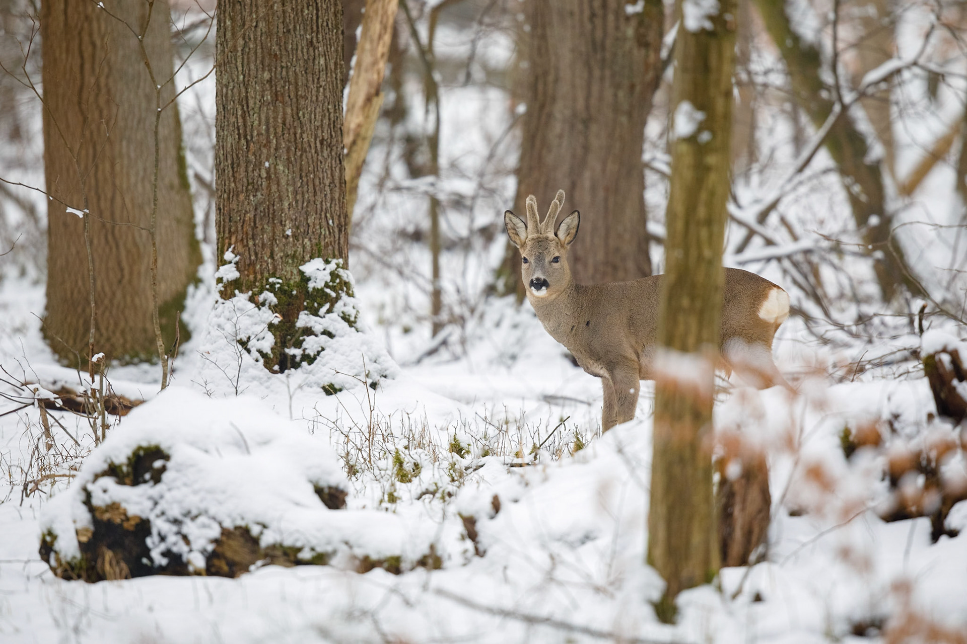 Ein uralter Bock mit asymetrischem Gehörn im Bast im verschneiten Laubwald