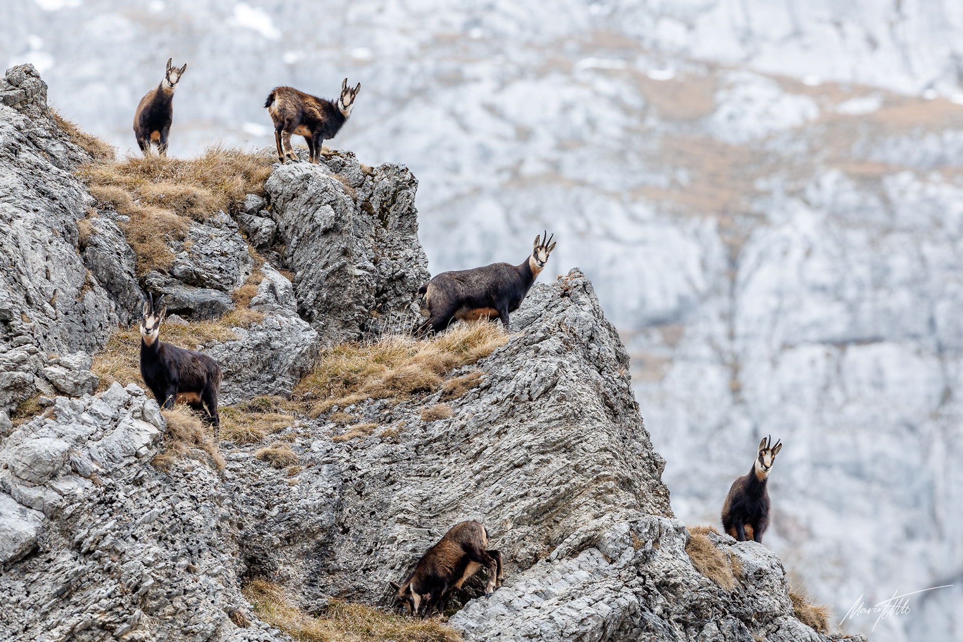 Eine ganze Schar (Familie) Geißen mit ihren Kitzen - Canon EOS R3 mit Canon EF 600mm/f4 III