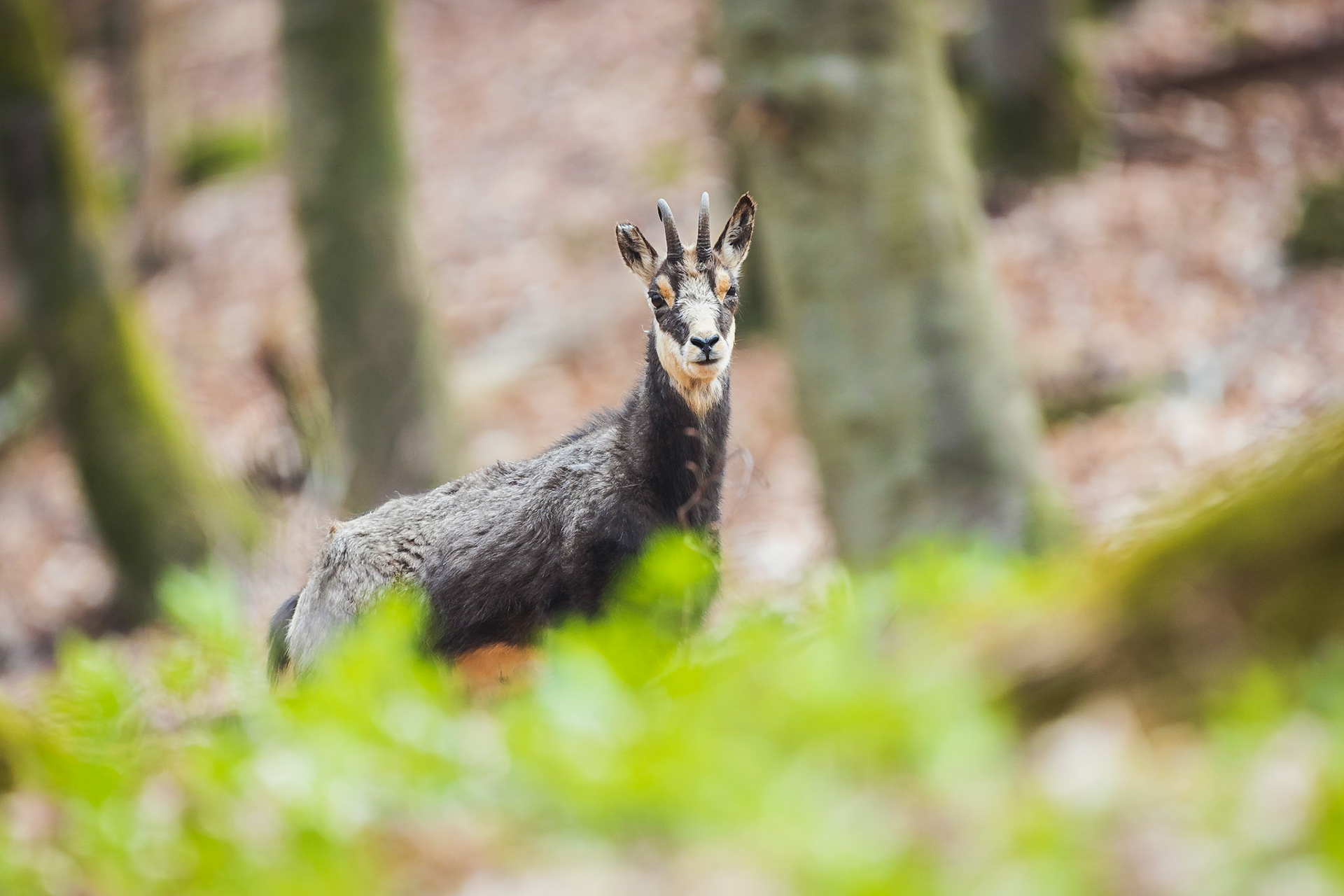 Junger Gamsbock mit Verletzung.