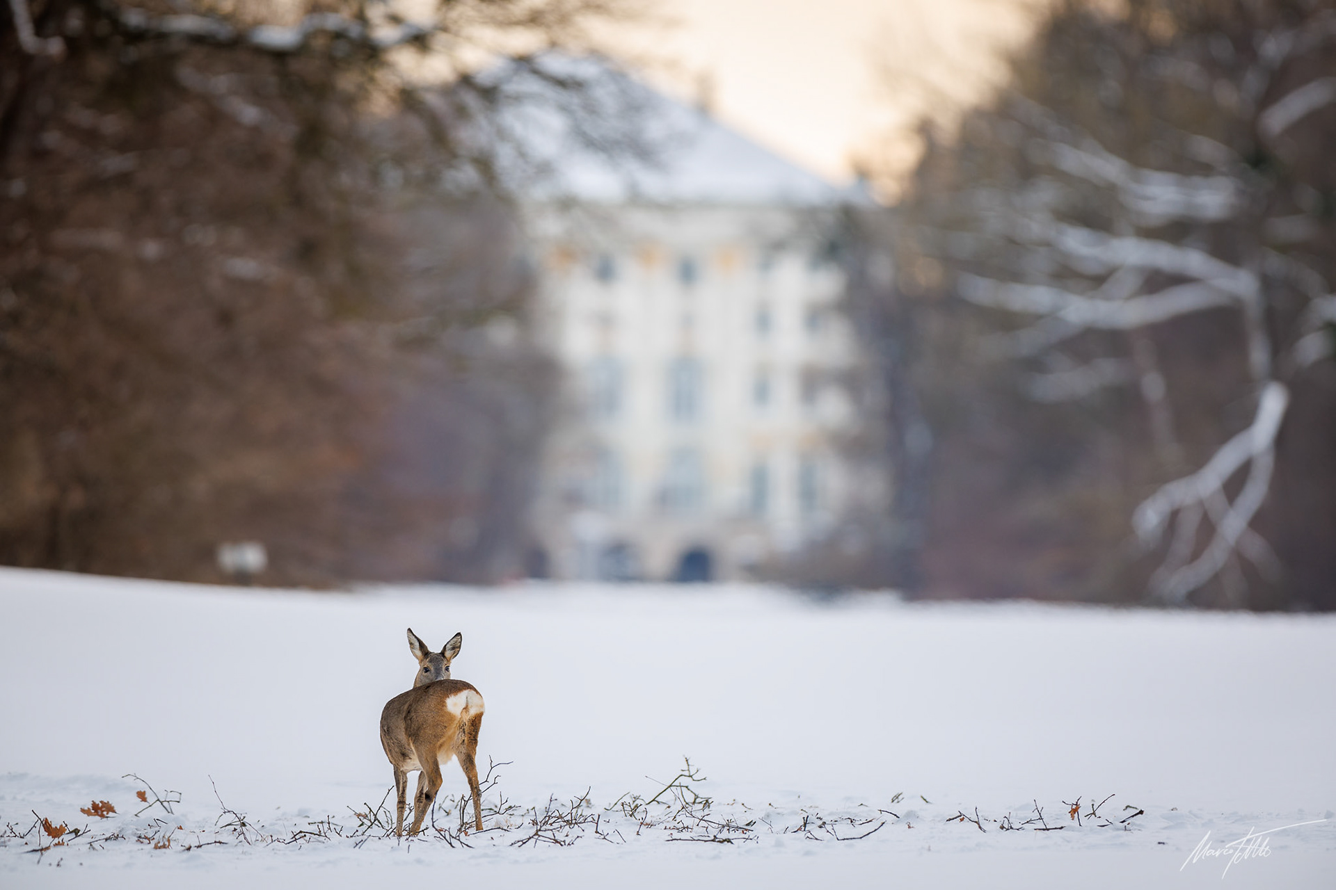 Rehgeiß vor dem Nymphenburger Schloss - Leica SL2-S