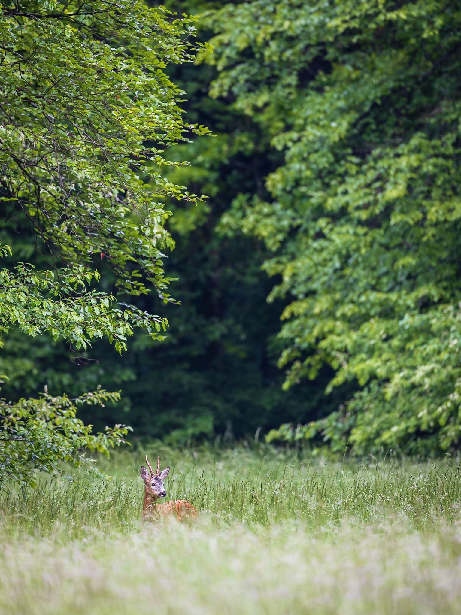 Alter Rehbock sichert durch hohes Gras auf einer Wiese am  Waldrand
