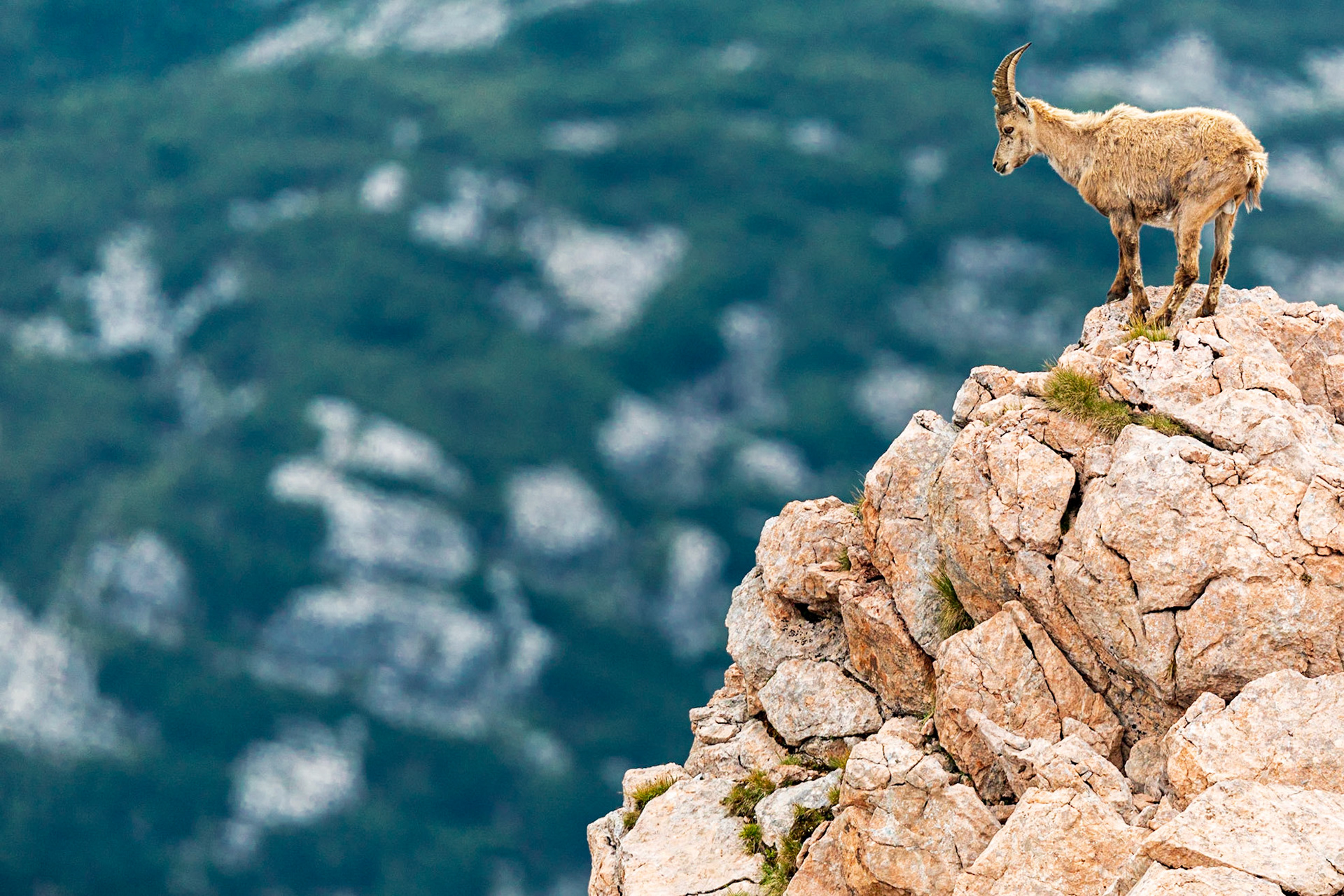 Junger Steinbock am Schneibsteingipfel.
