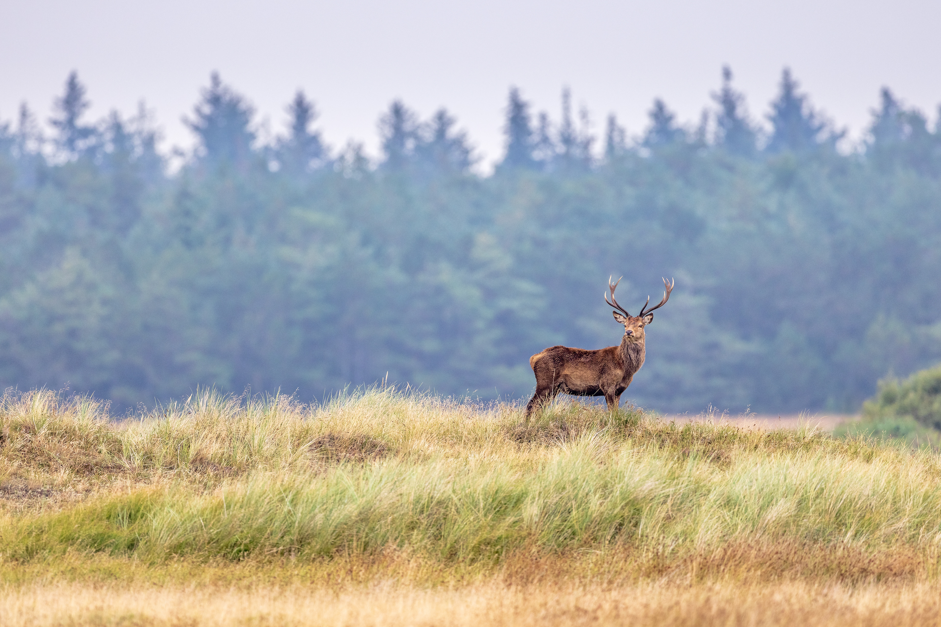 Ein junger Kronenhirsch.