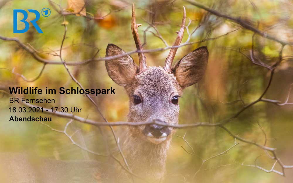 BR Abendschau - Wildlife im Nymphenburger Schlosspark