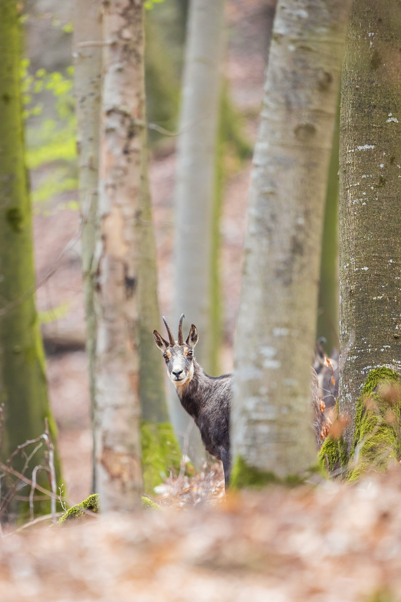Waldgams in Mittelfranken