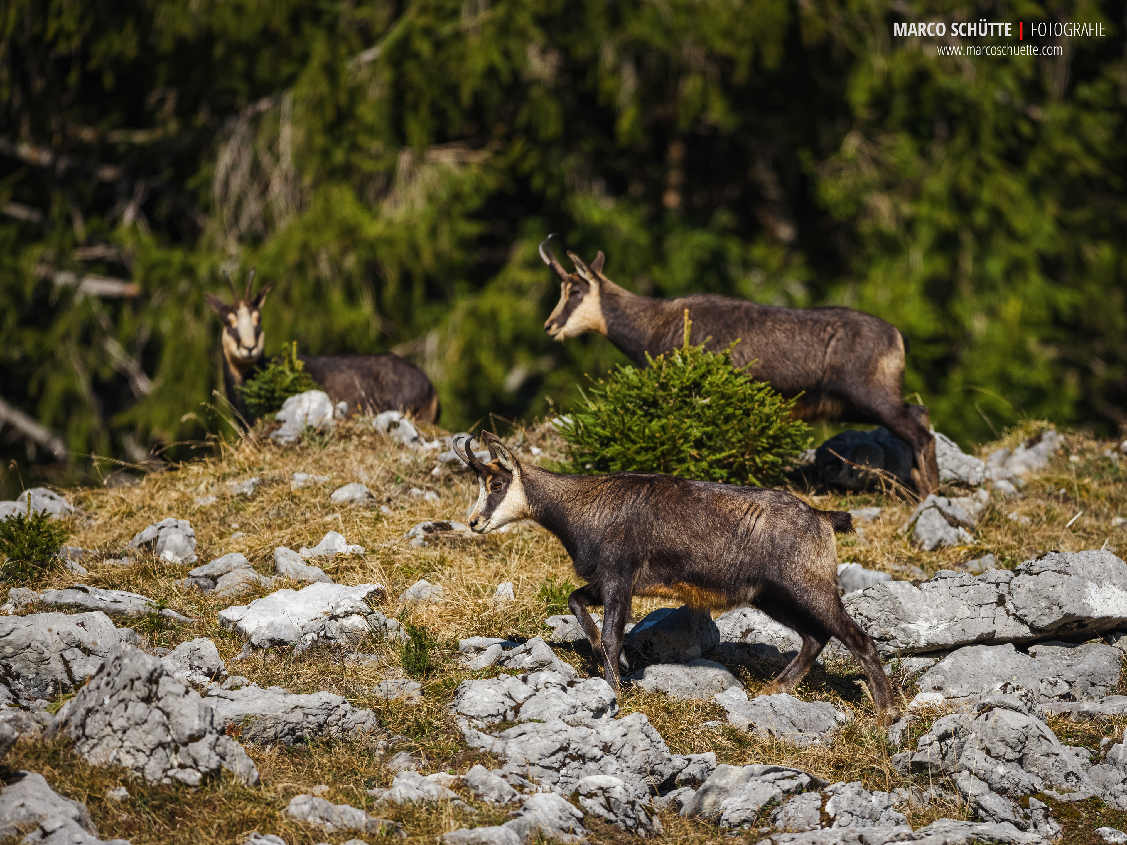 Schwarwild.