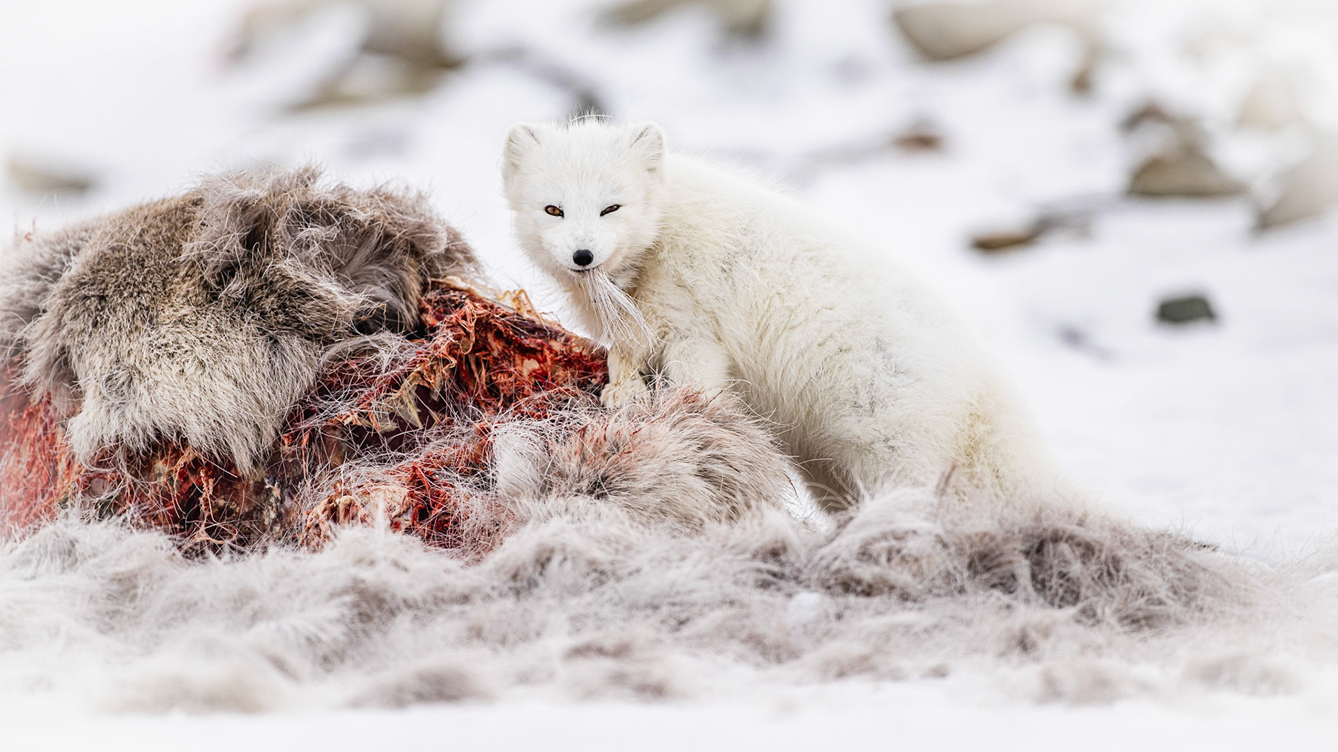 Ein weißer Polarfuchs hebt seinen Kopf von einem Kadaver und schaut direkt in die Kamera. Reste von Fell und rohem Fleisch sind im Vordergrund sichtbar.