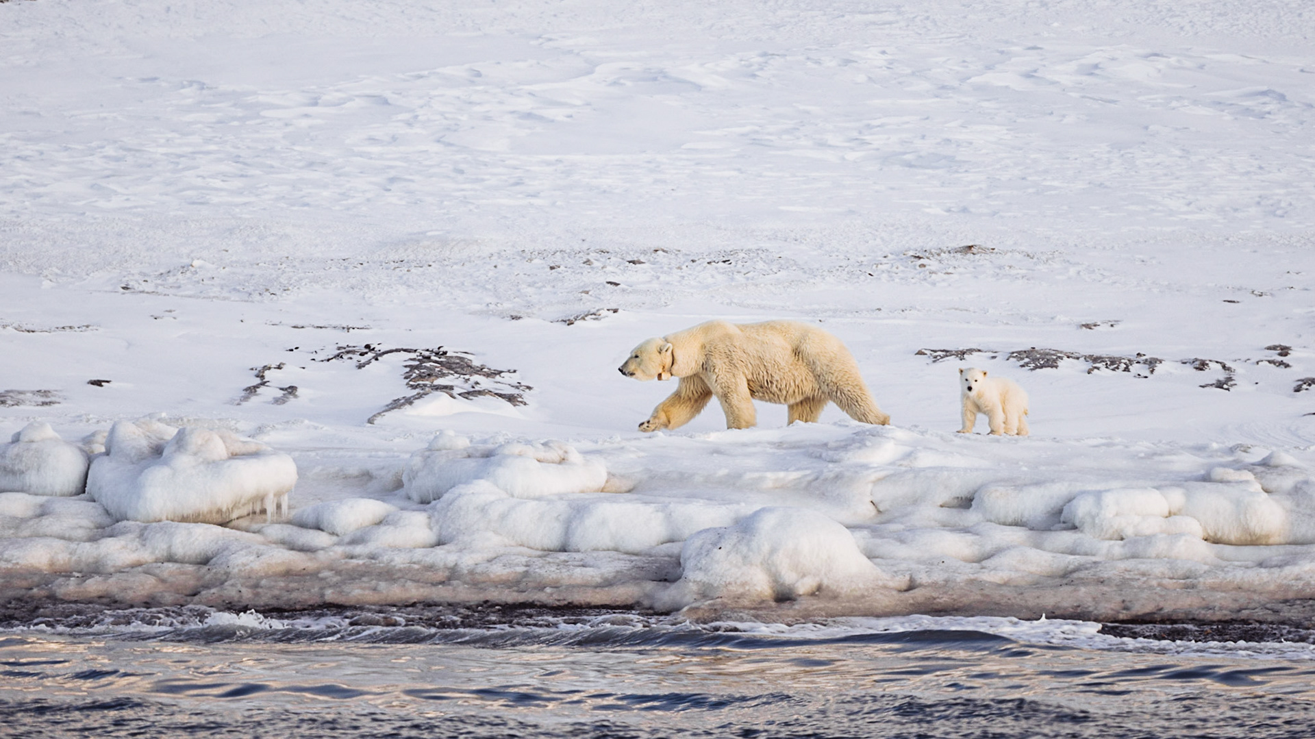 Eine Eisbären Mutter mit ihrem Jungen ziehen entlang der vereisten Küste. Der Bär trägt ein GPS Halsband.