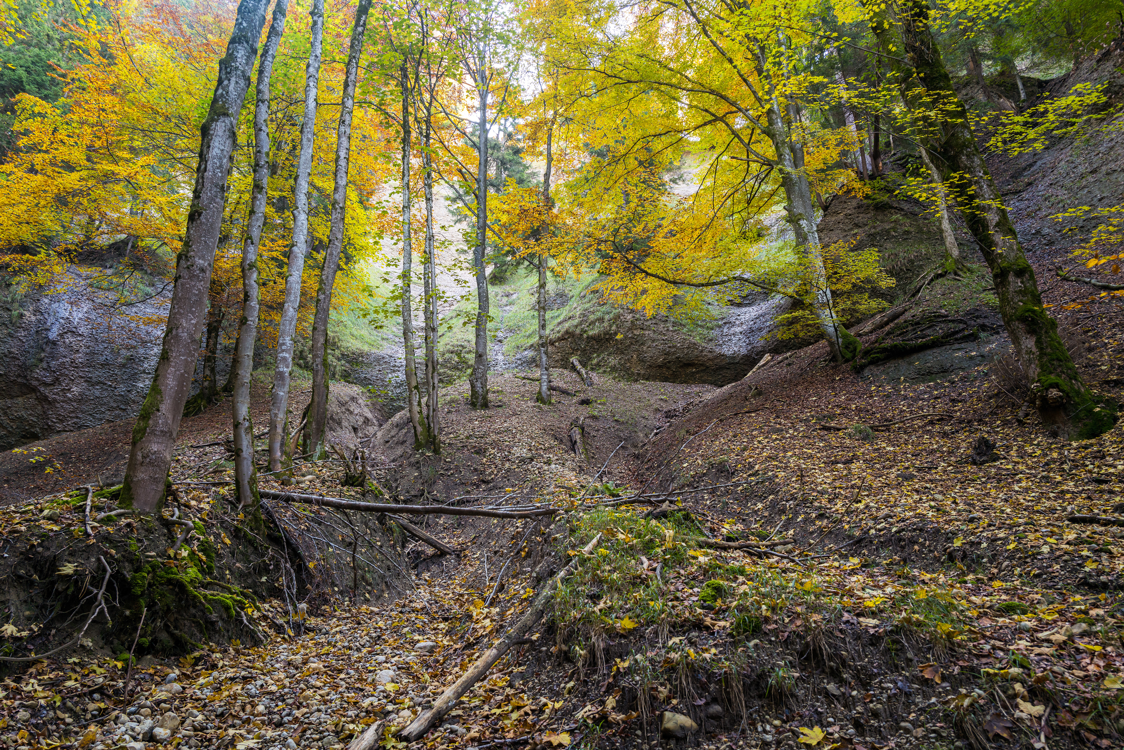 Gamslebensraum in der Adelegg. Steile und enge Tobel zerschneiden die Mittelgebirgslandschaft.