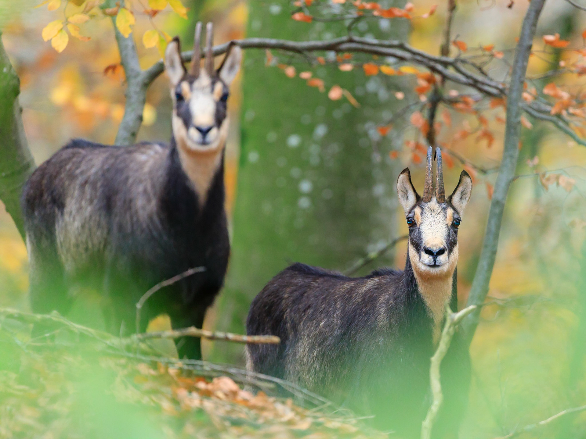 Gamsböcke mit sehr eng stehenden Krucken.