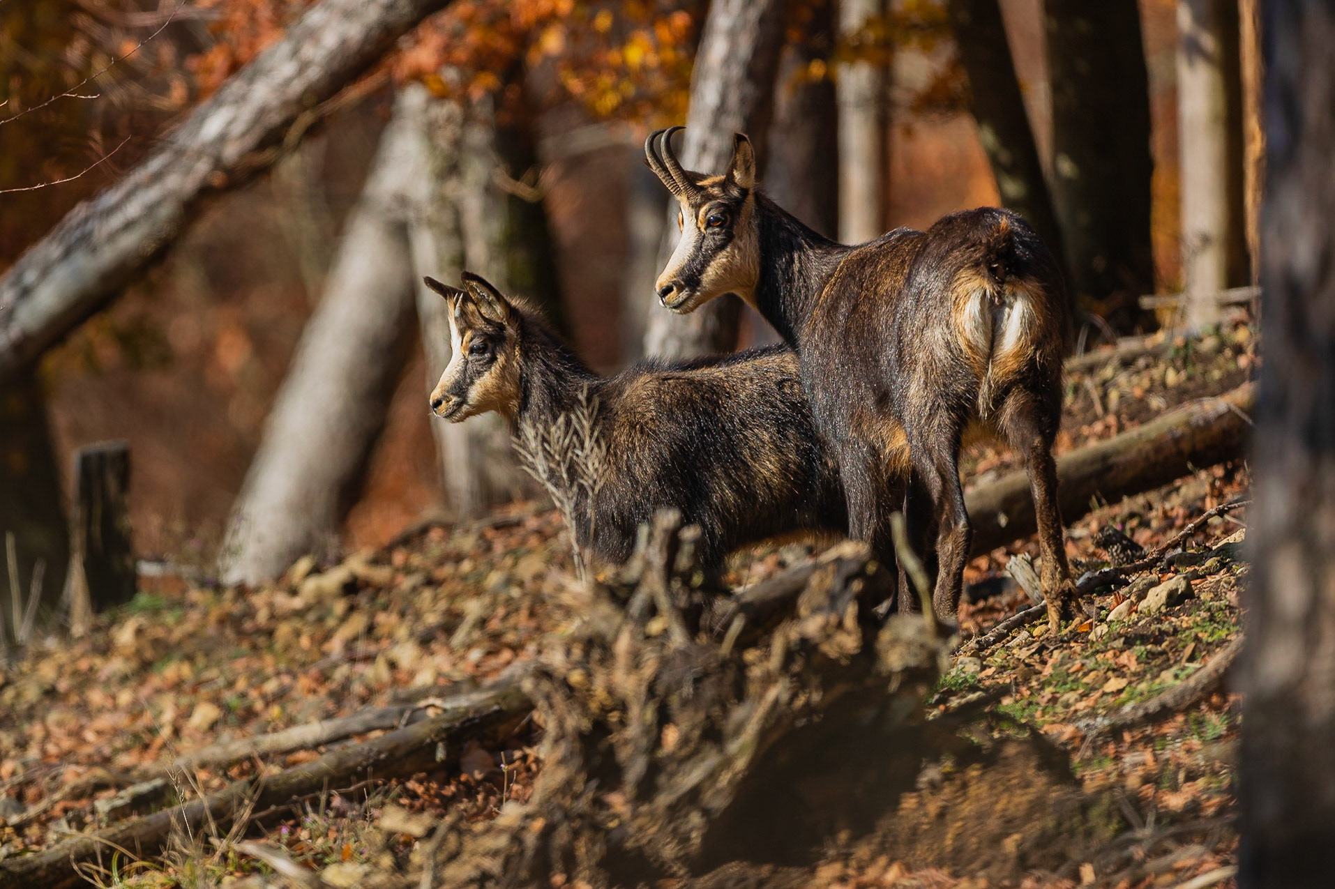 Gamsgeiß mit Gamskitz.