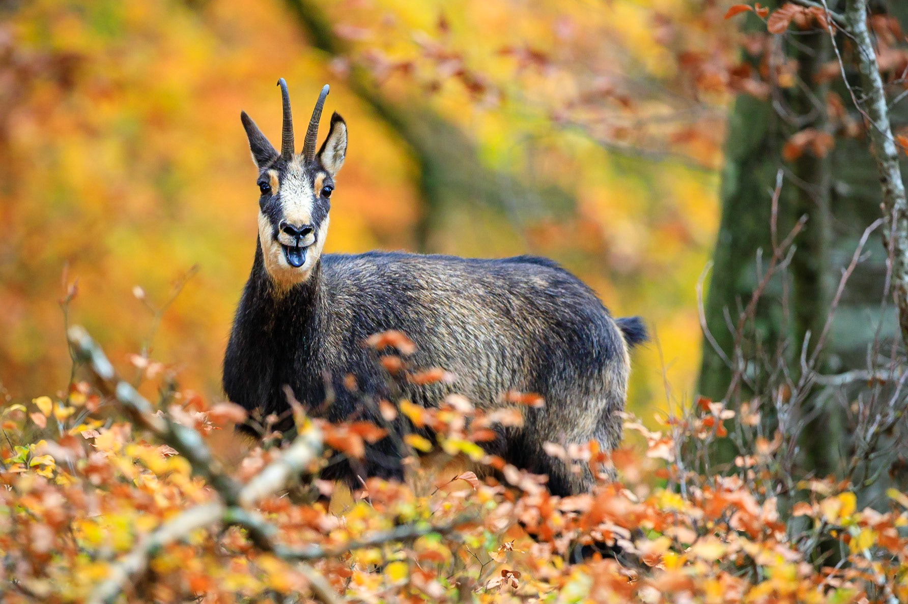 Brunftender Gamsbock.