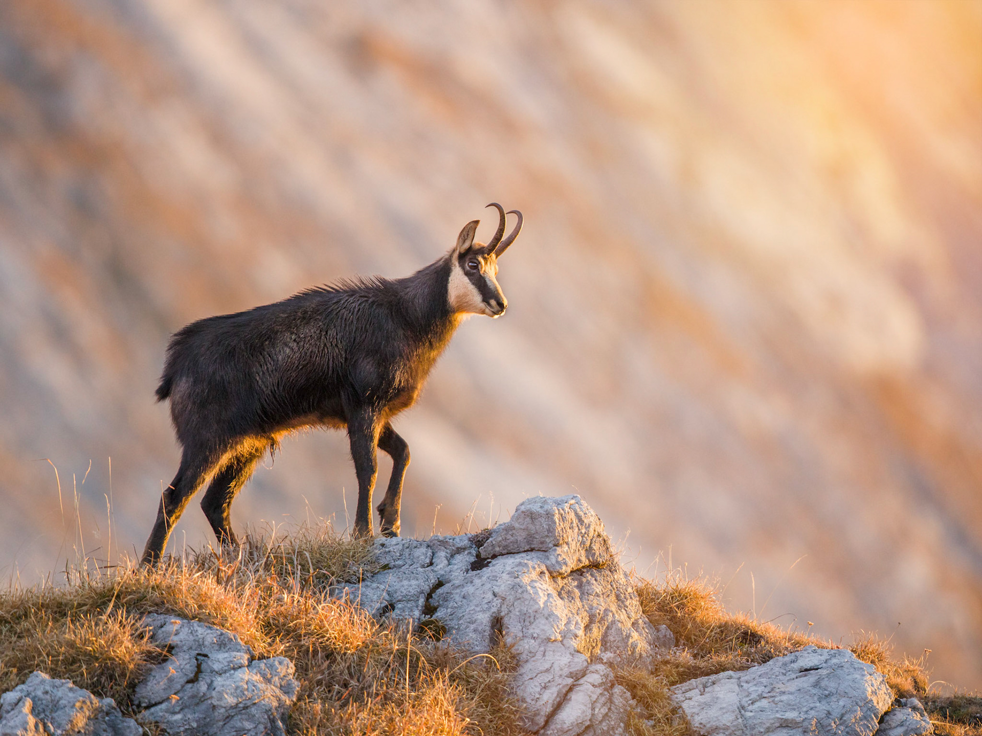 Alter Gamsbock im letzten Sonnenlicht