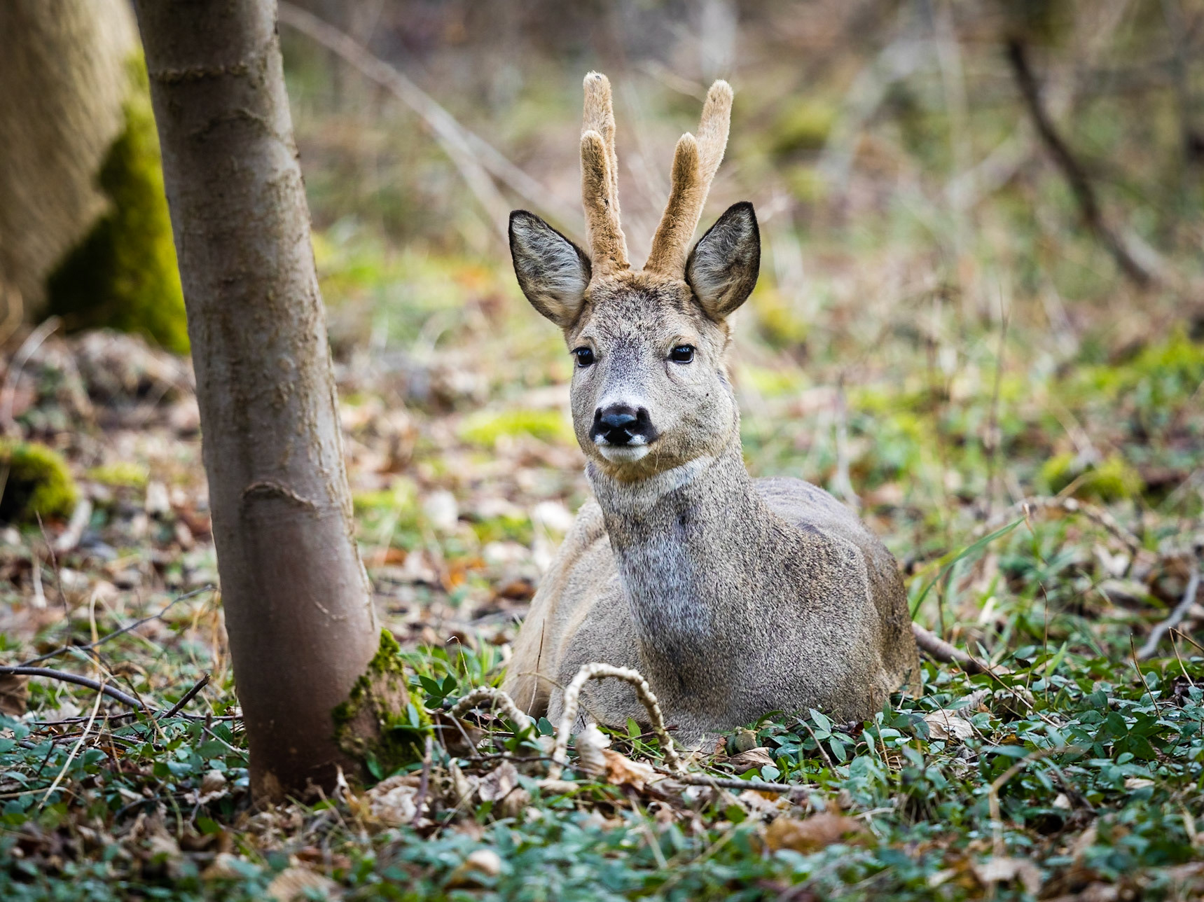 Doppelt Lauscher hoher Bastbock ruht im offenen Laubwald