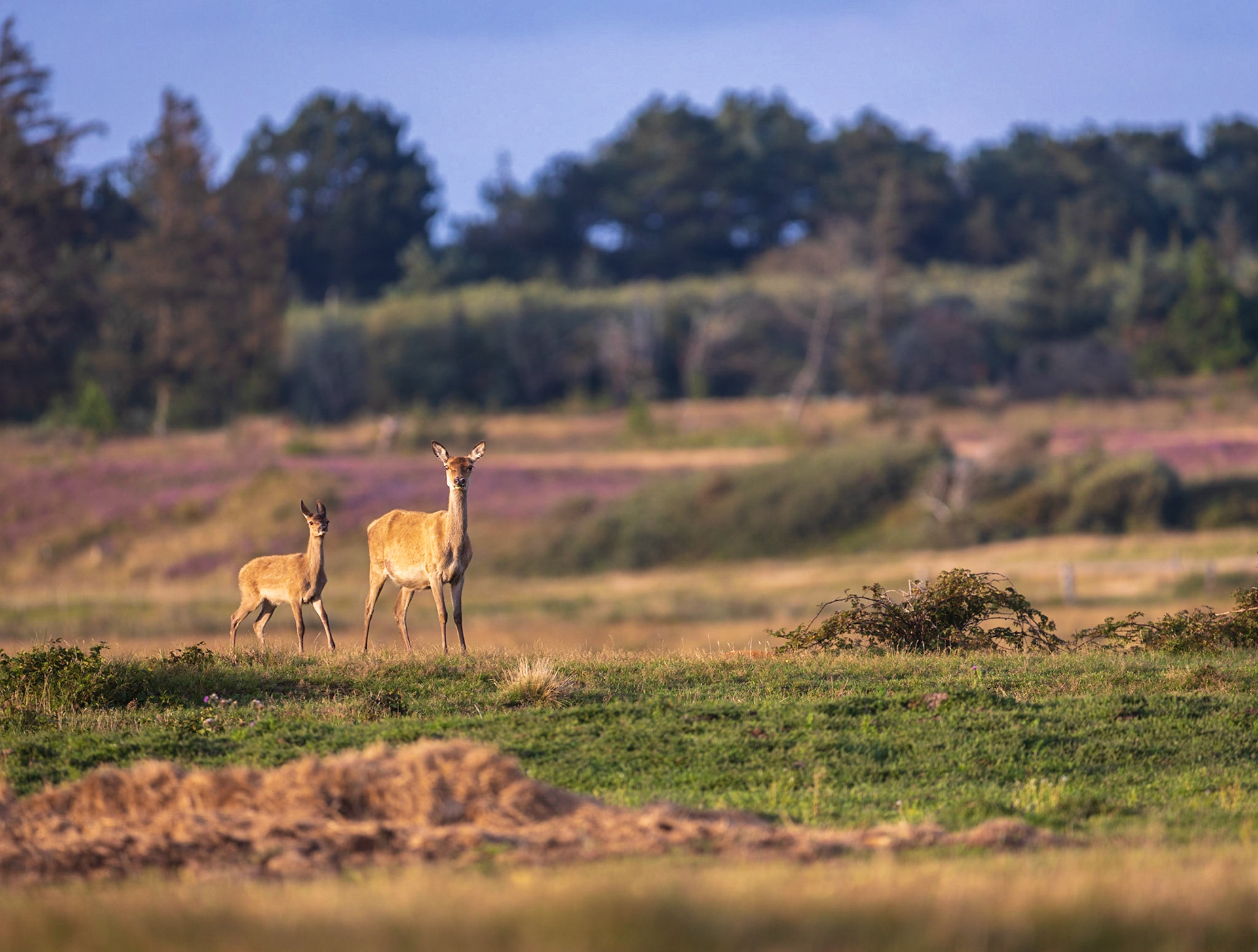 Alttier und Kalb in der Heide