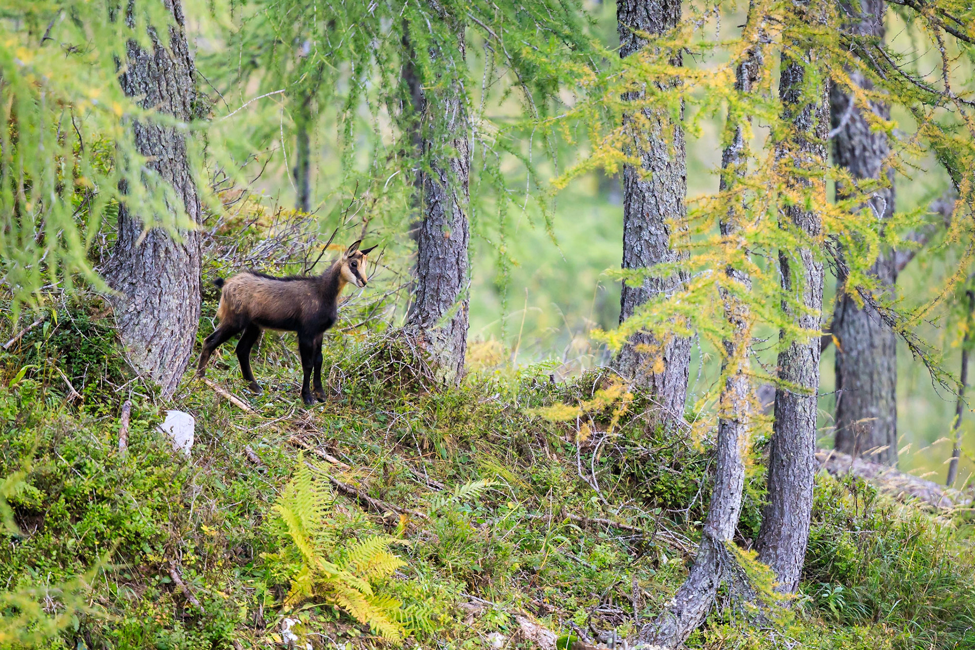 Gamskitz im herbstlichen Lärchenwald.