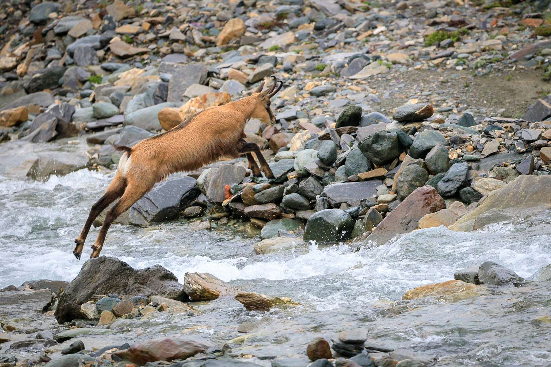 Gamsbock springt über einen Gebirgsbach.