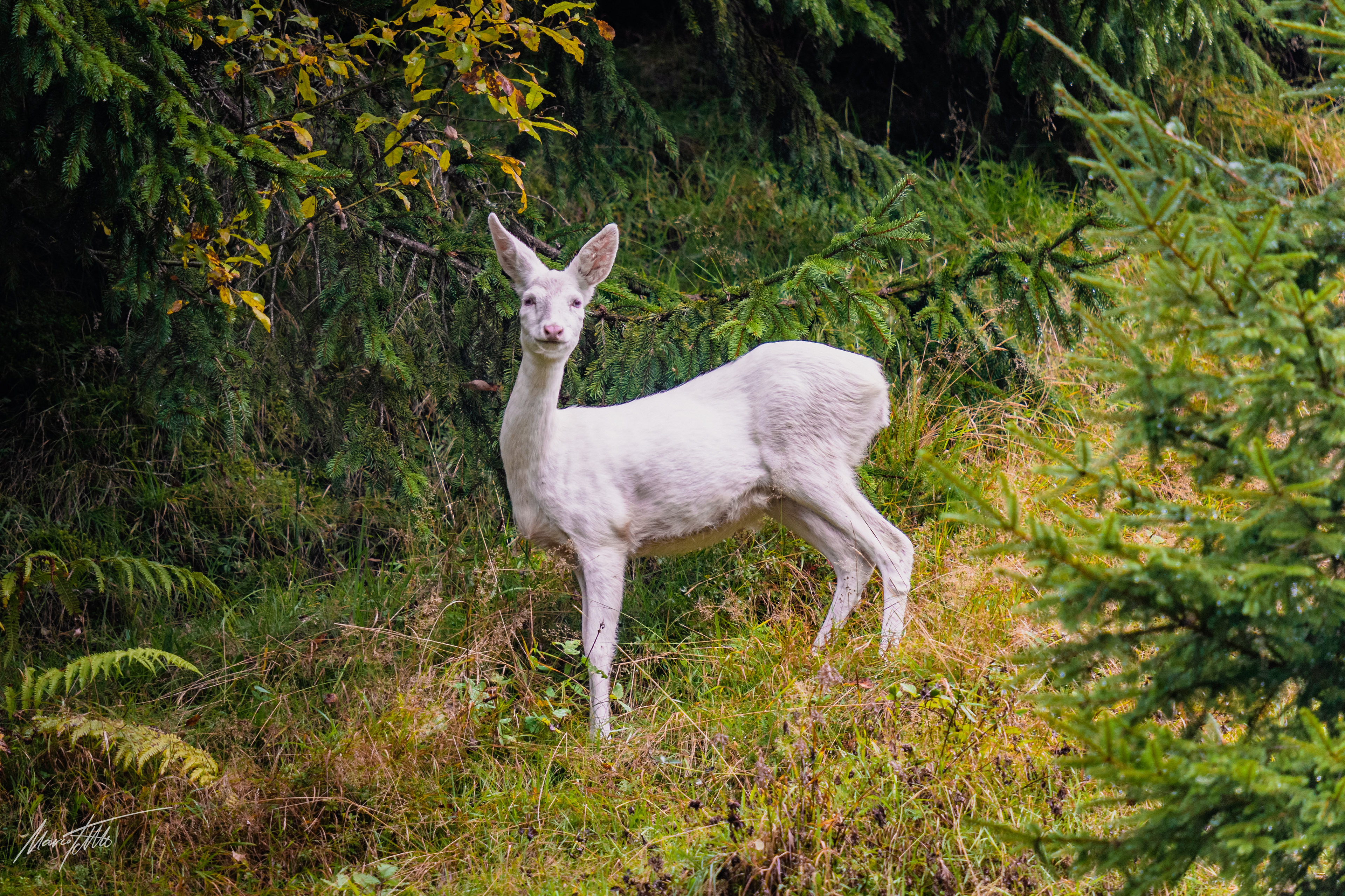 Weißes Reh (Albino) in Tirol