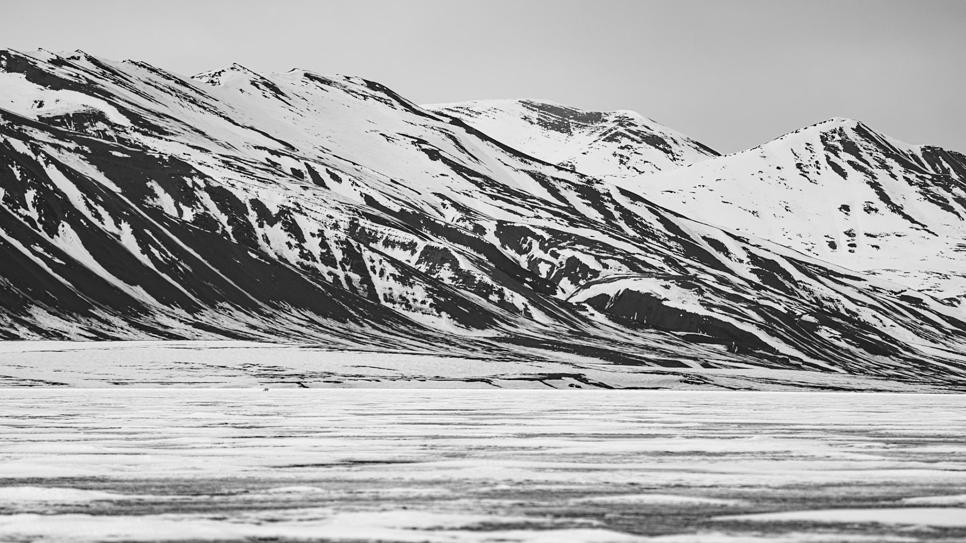 Schwarz-weiße Berglandschaft mit schneebedeckten Gipfeln und schroffen Felsen in Spitzbergen. Ganz in der Ferne zieht ein Eisbär.