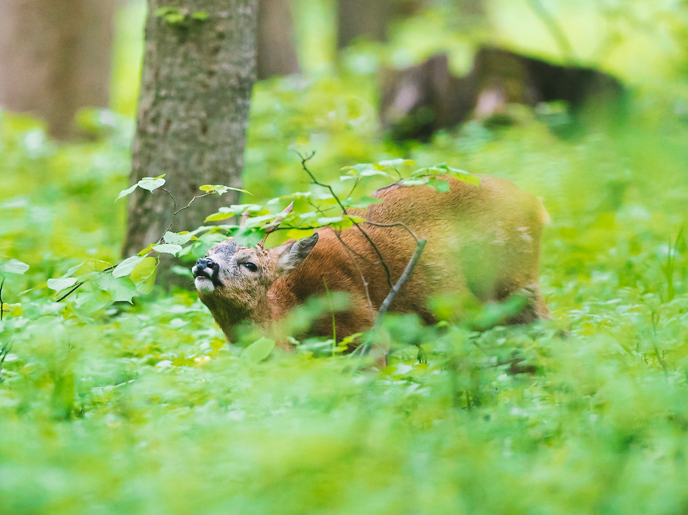 Alter und zurückgesetzter Rehbock markiert im grünen Unterholz sein Revier