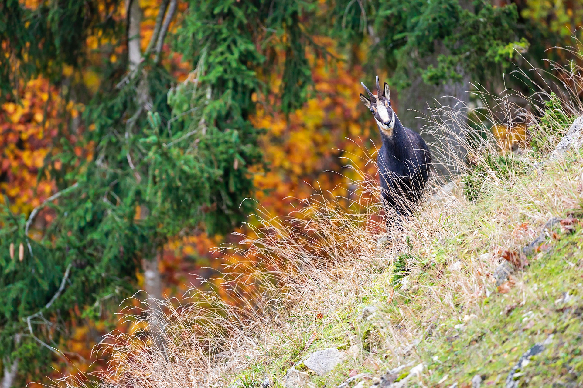 Gamsbock im Mittelgebirge.