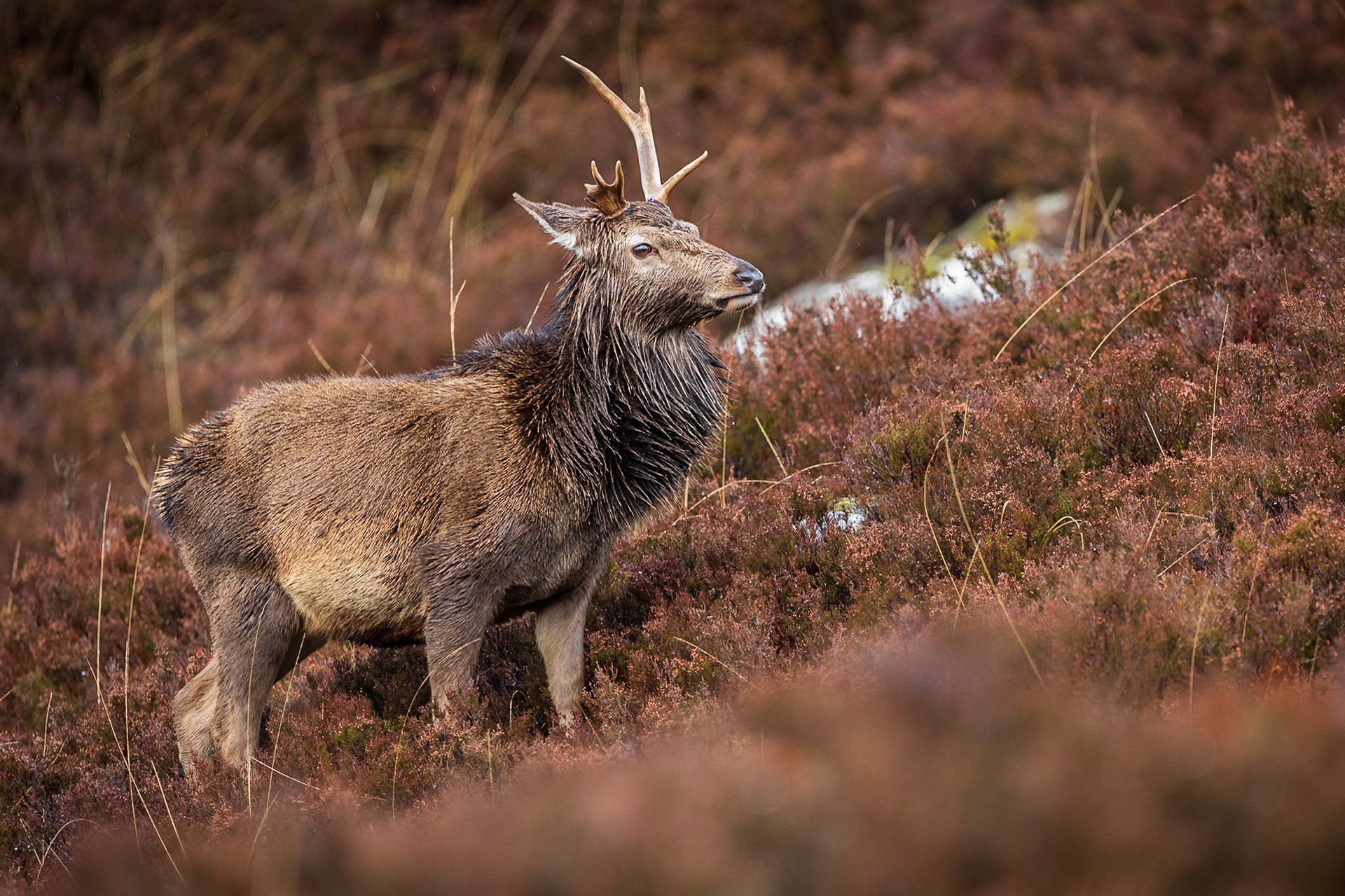 Ein mittelalter aber stark abnormer Hirsch 