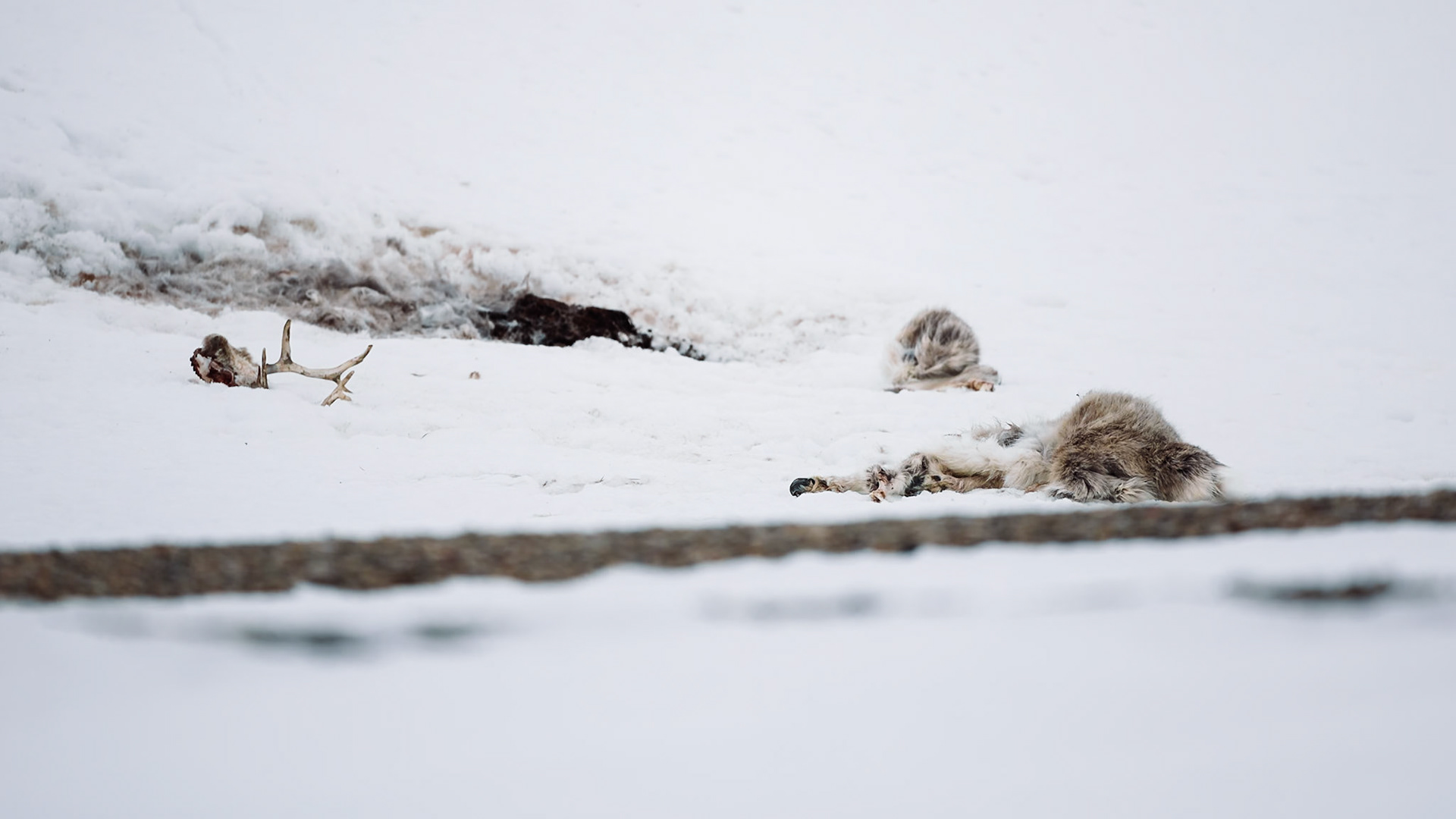 Ein Rentierkadaver liegt im Schnee mit verstreuten Fell- und Knochenteilen und dient als magischer Anziehungspunkt für Polarfüchse.