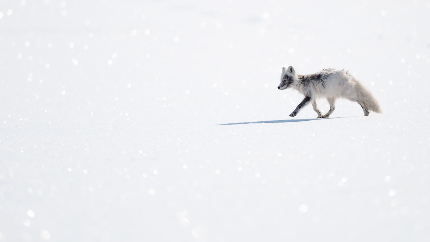 Ein Polarfuchs mit winterlichem Fell läuft über eine weitläufige Schneefläche. Der Schnee glitzert im Sonnenlicht.