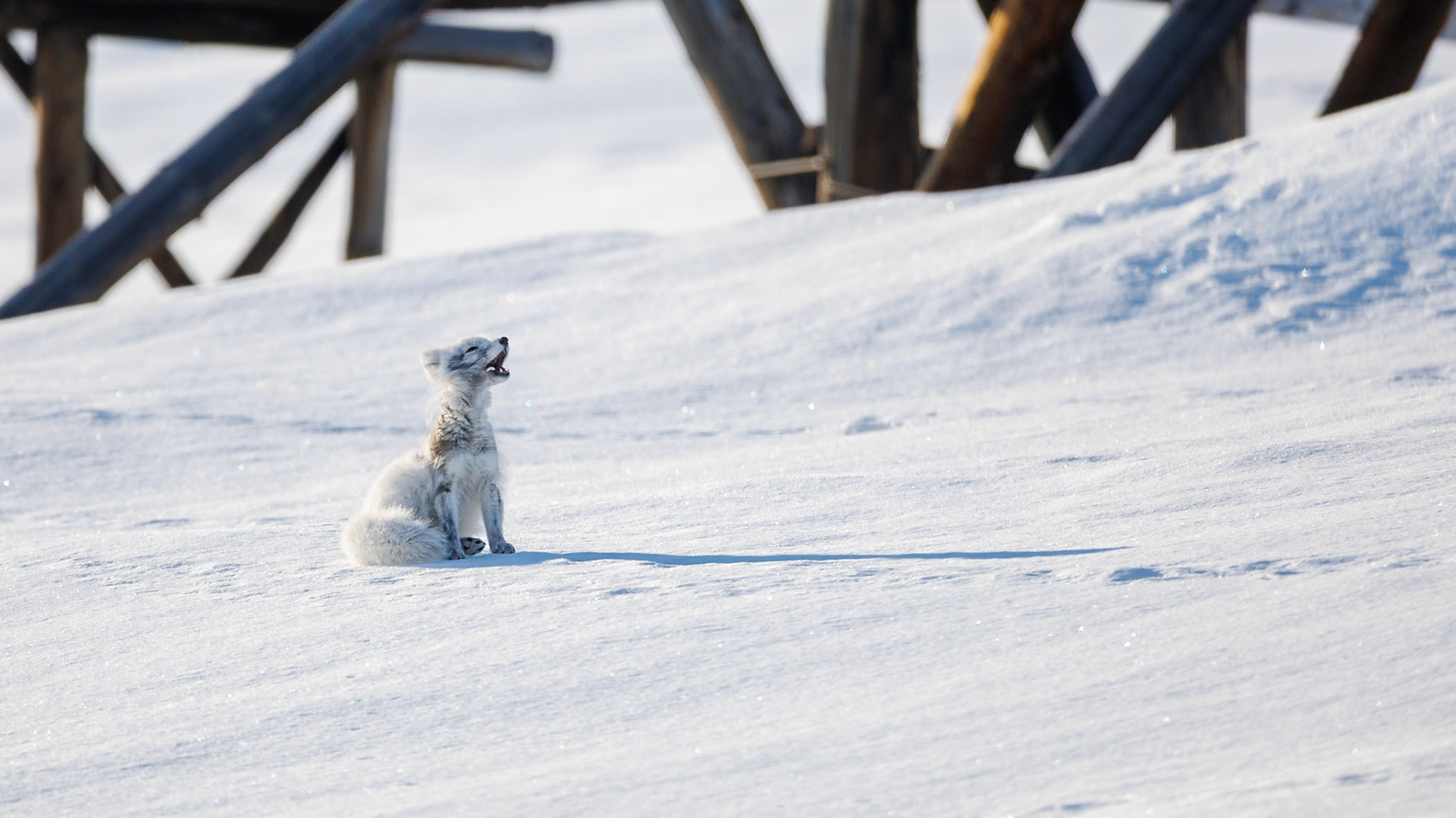 Ein Polarfuchs sitzt auf einem Schneehügel und heult mit nach oben gerichtetem Kopf. Im Hintergrund sind die Holzbalken einer alten Mine in Pyramiden zu sehen.