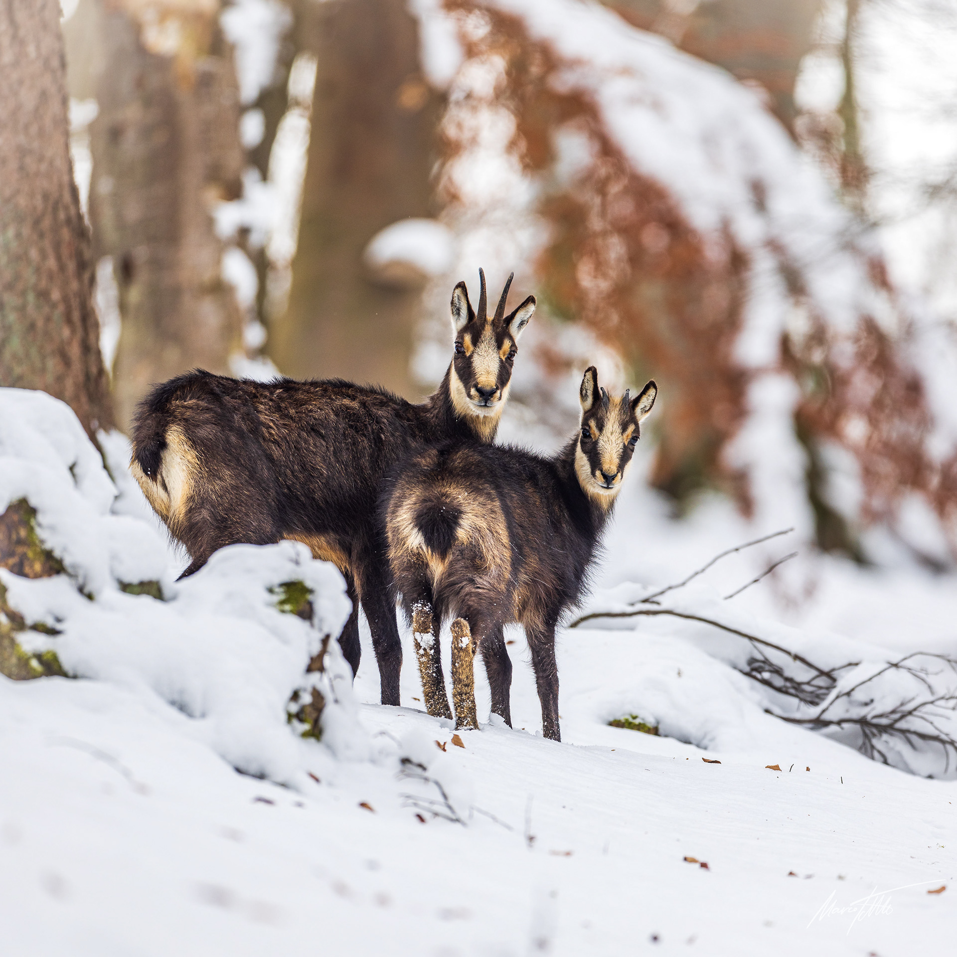 Gamsgeiß mit Kitz im Schnee.