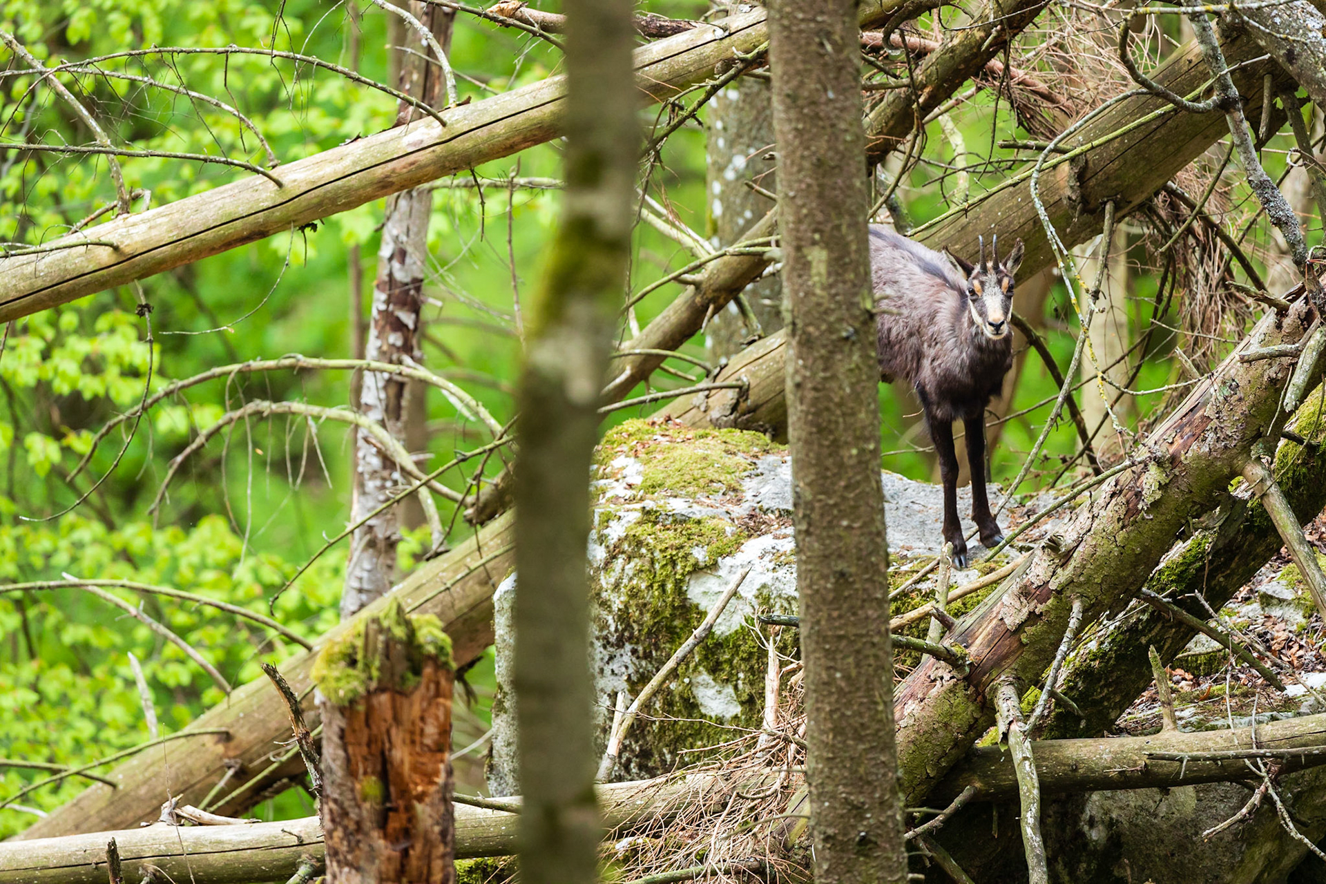 Junge Gamsgeiß inmitten eines Windwurfs.