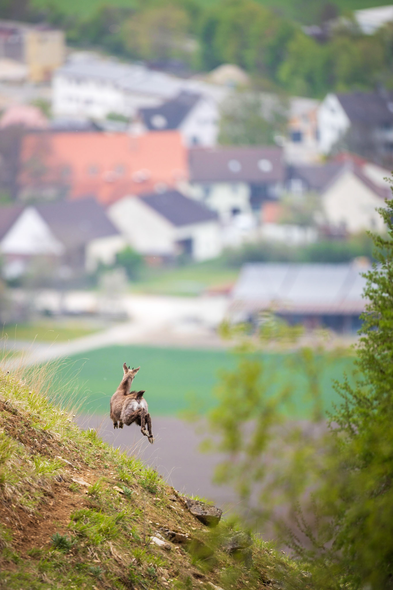 Gamskitz auf der Flucht.cht - es macht einen hohen Satz in Richtung eines Dorfes