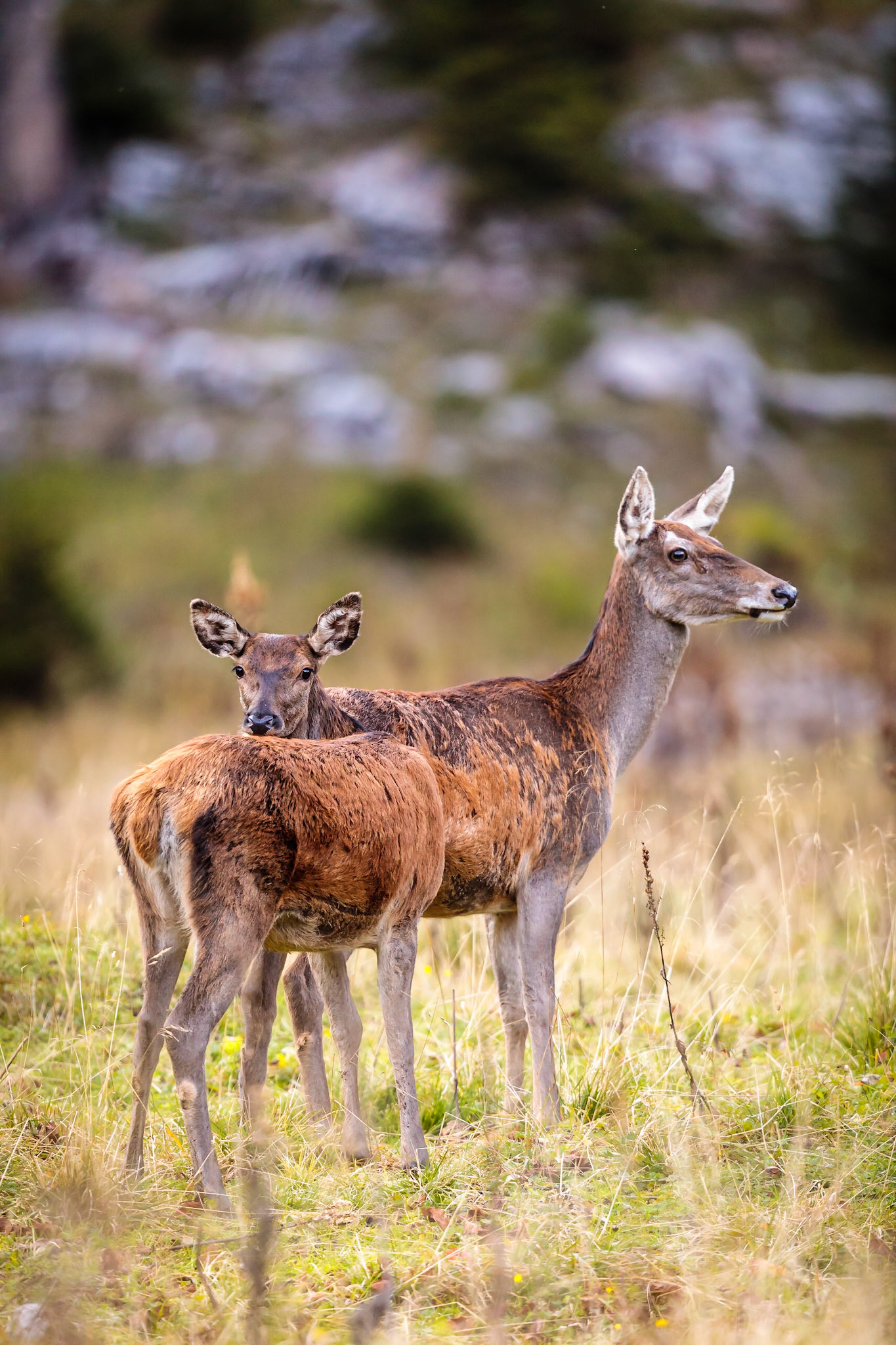 Ein altes und graues Alttier sichert mit seinem Kalb über eine Wiese