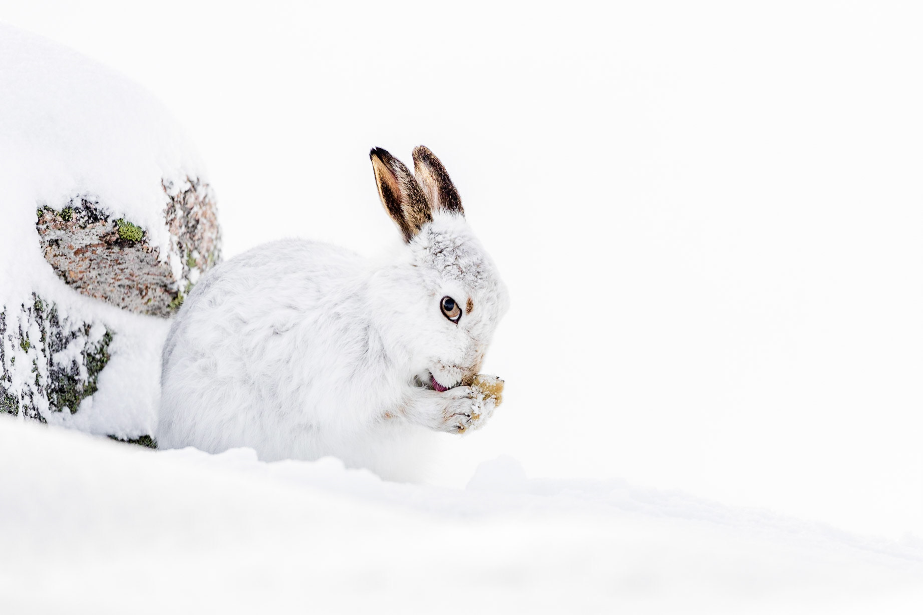 Sich putzender Schneehase.