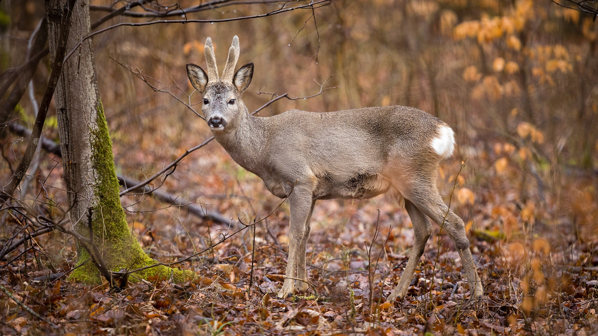 Mittelalter 6er-Bock im Bast verhofft in rötlichem Buchenwald bei Regen