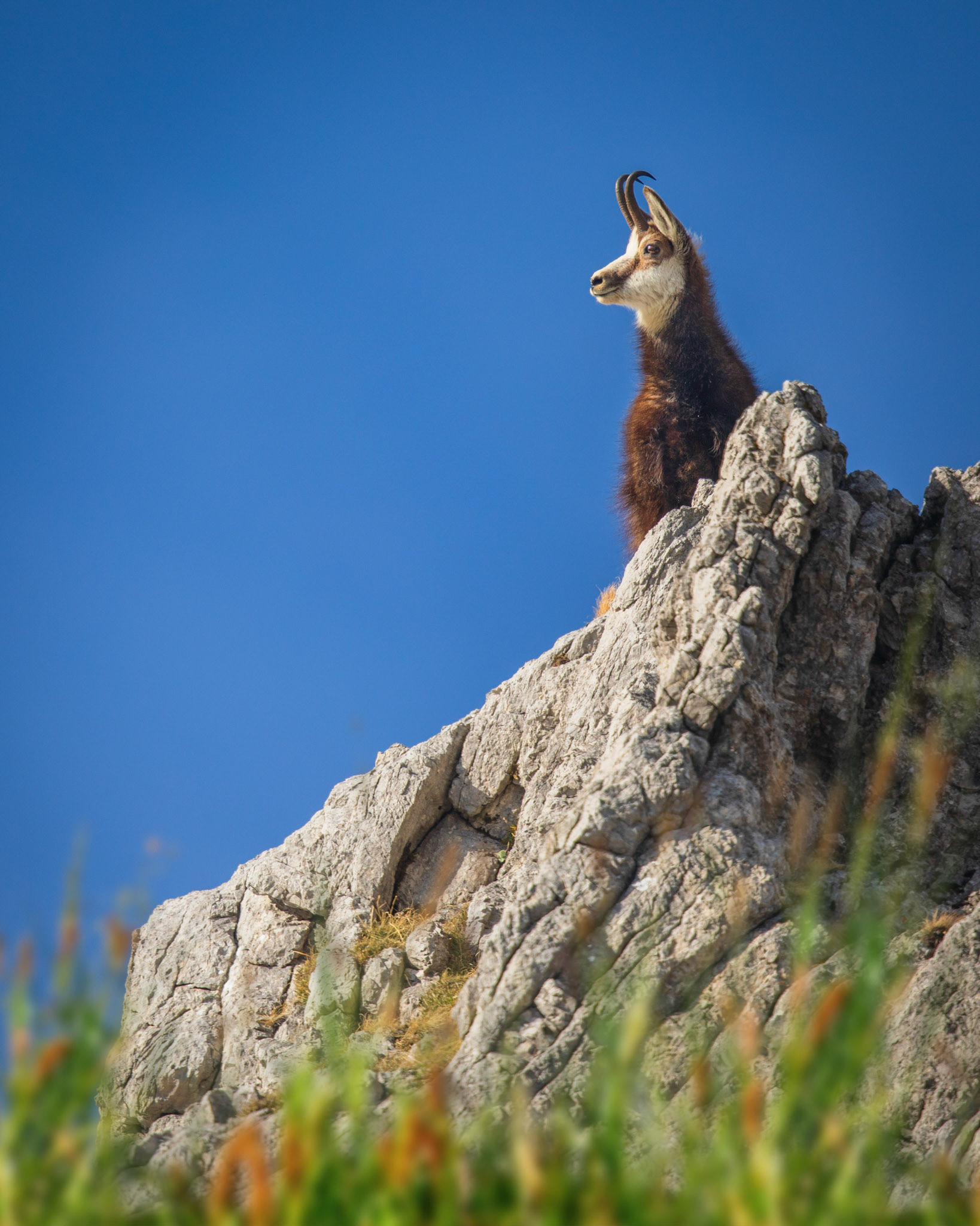 Sichernder Gamsbock.