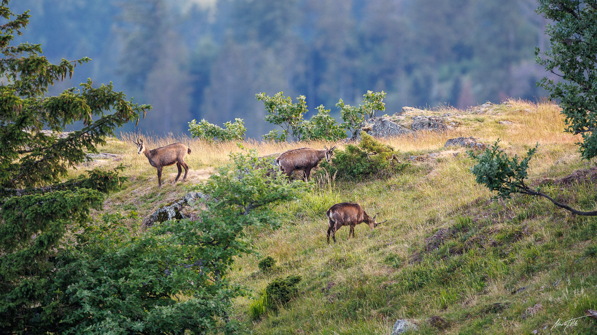 Ein Rudel Scharwild