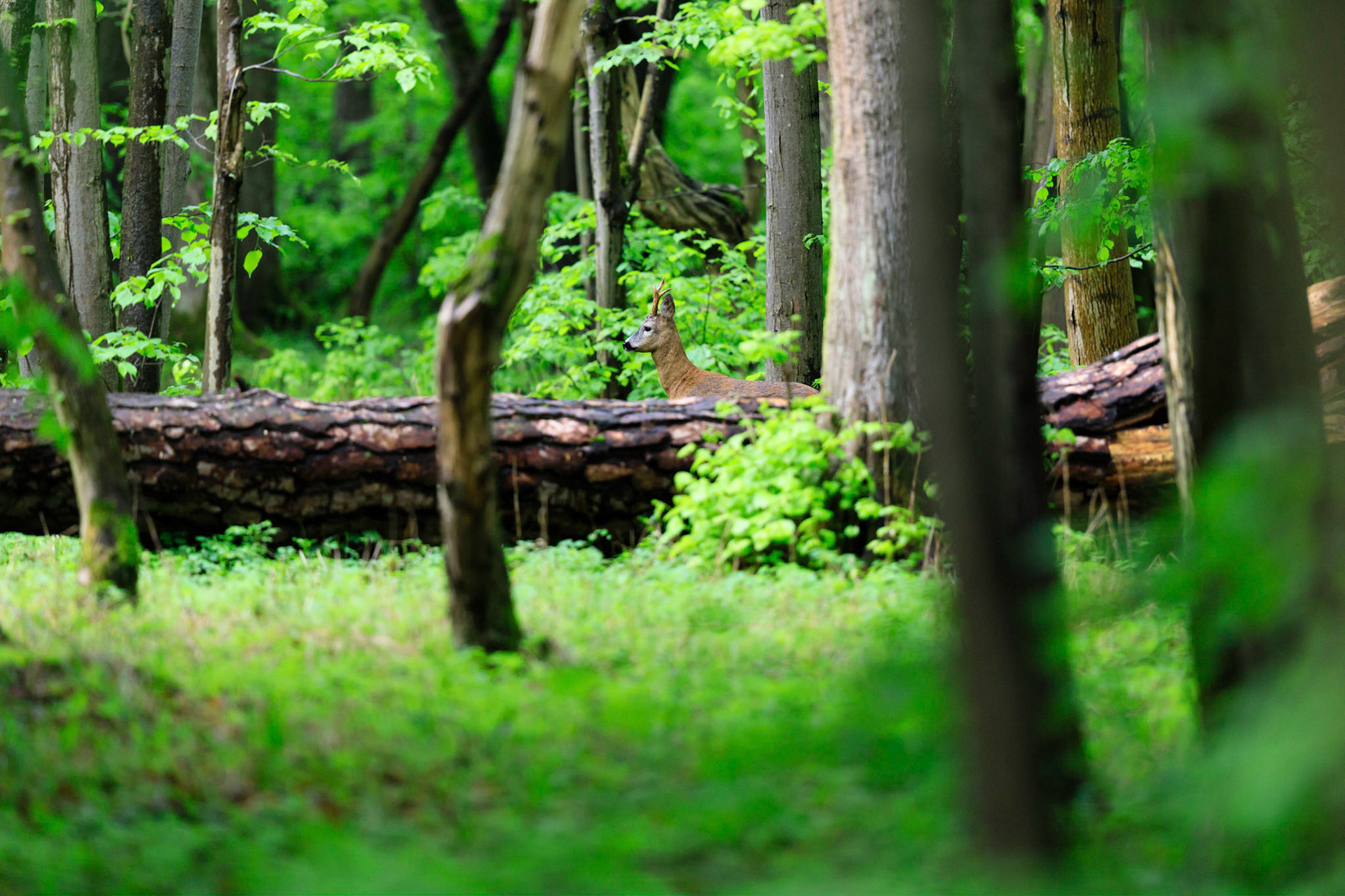 Rehbock am Fichtenwäldchen