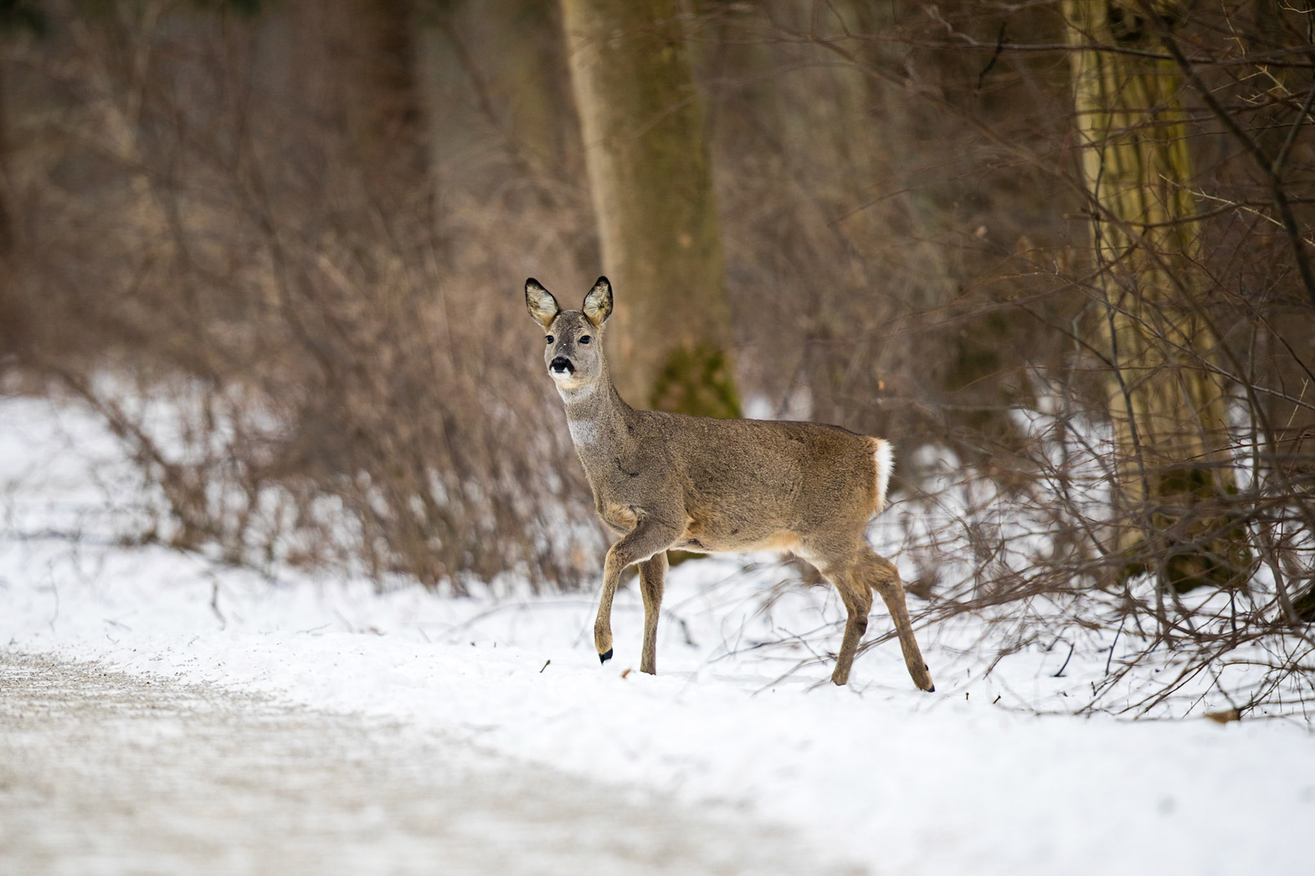 Ricke überquert einen verschneiten Waldweg Forstweg