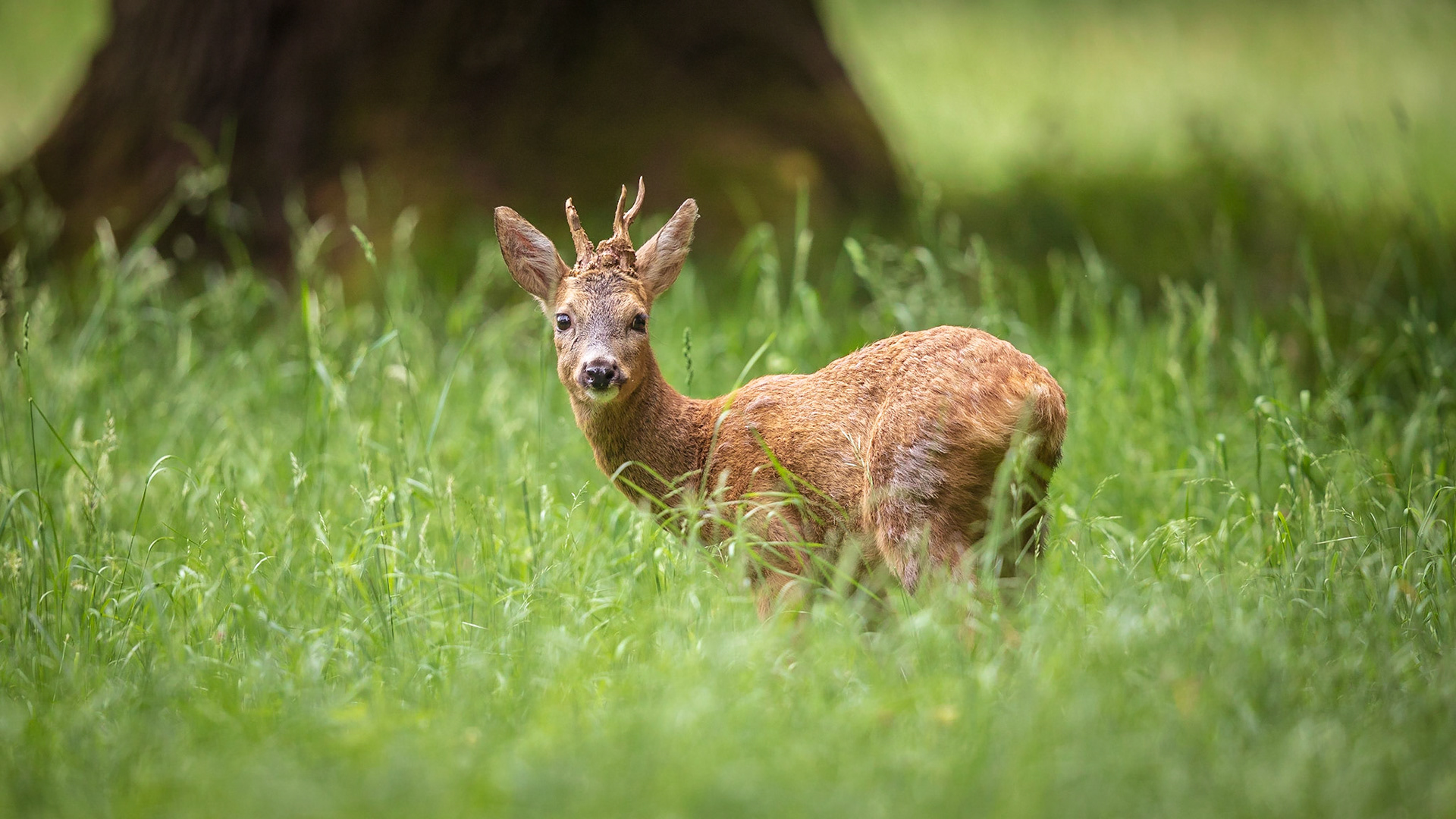 Alter abnormer und sehr knuffiger Rehbock im hohen Gras vor einem alten Eichenstamm