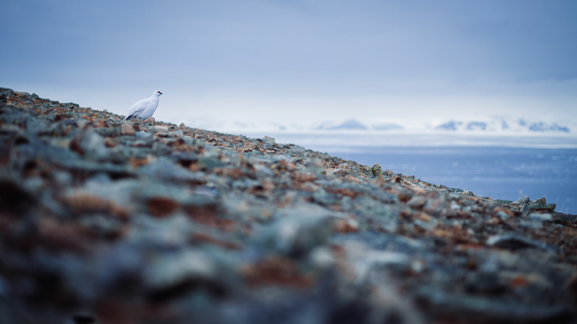 Ein Schneehuhn steht auf einer felsigen Anhöhe und blickt in die Ferne. Im Hintergrund sind schneebedeckte Berge und das Meer zu sehen.