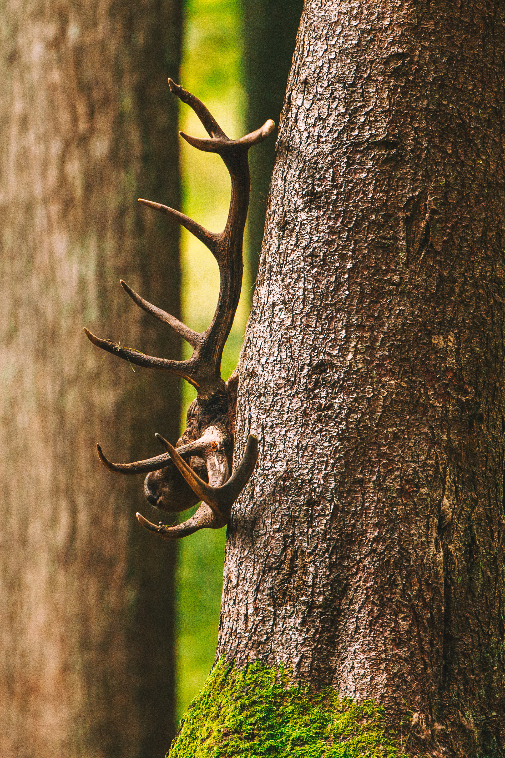 1st prize - animal category