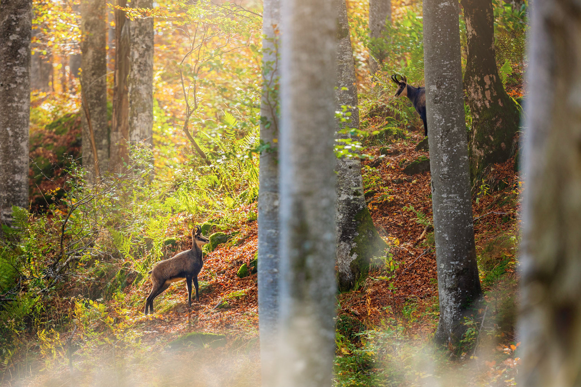 Zwei Gämse im Buchenhochwald am Feldberg im Schwarzwald