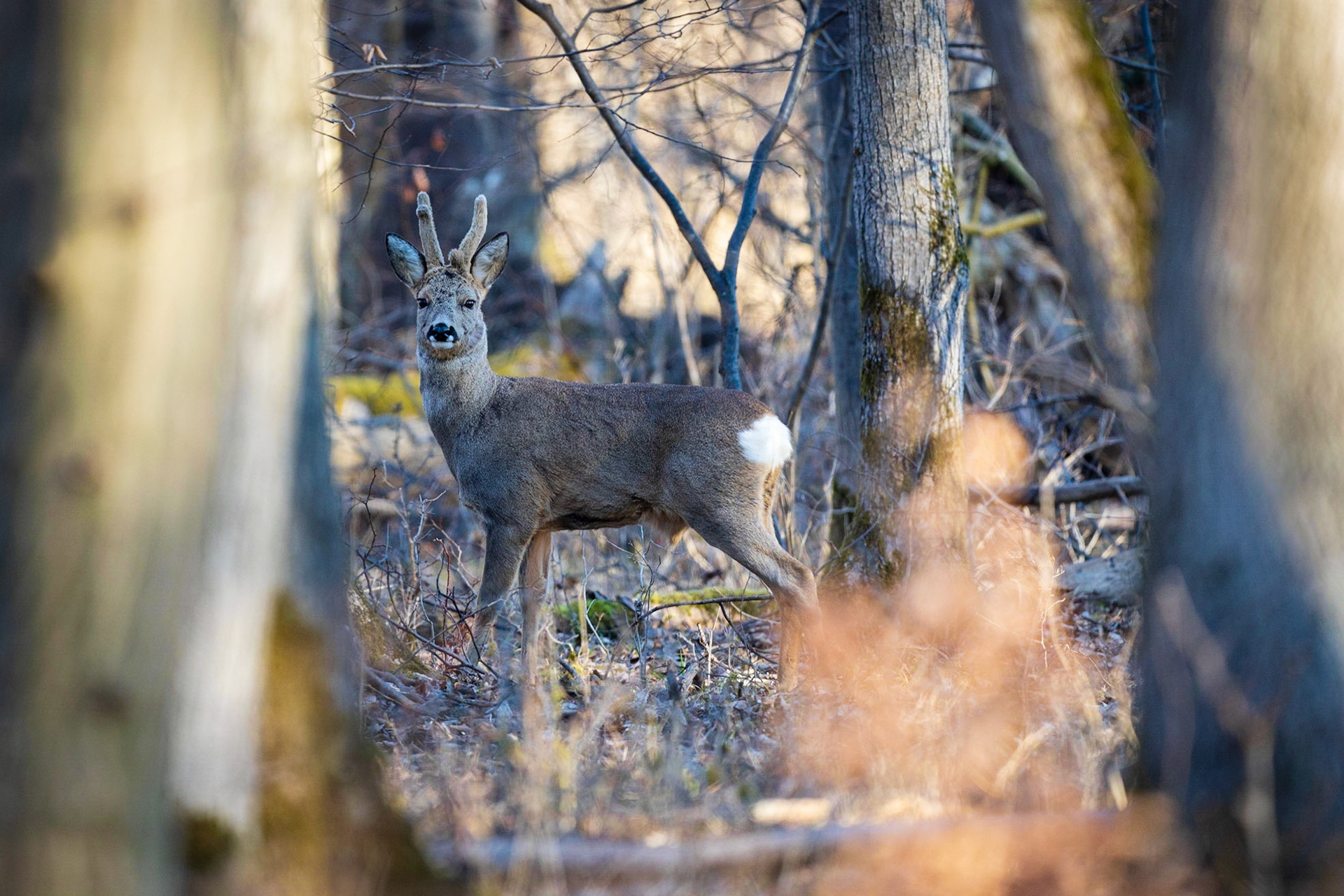 Alter abnormer Rehbock im Bast verhofft im Stangenholz