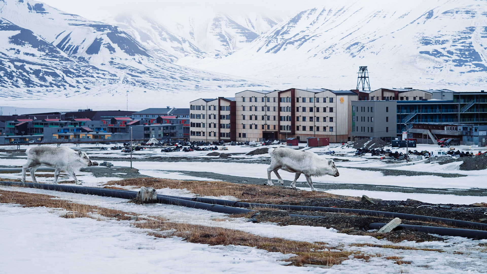 Zwei Rentiere laufen in der Nähe von Wohngebäuden in Longyearbyen. Im Hintergrund sieht man schneebedeckte Berge.