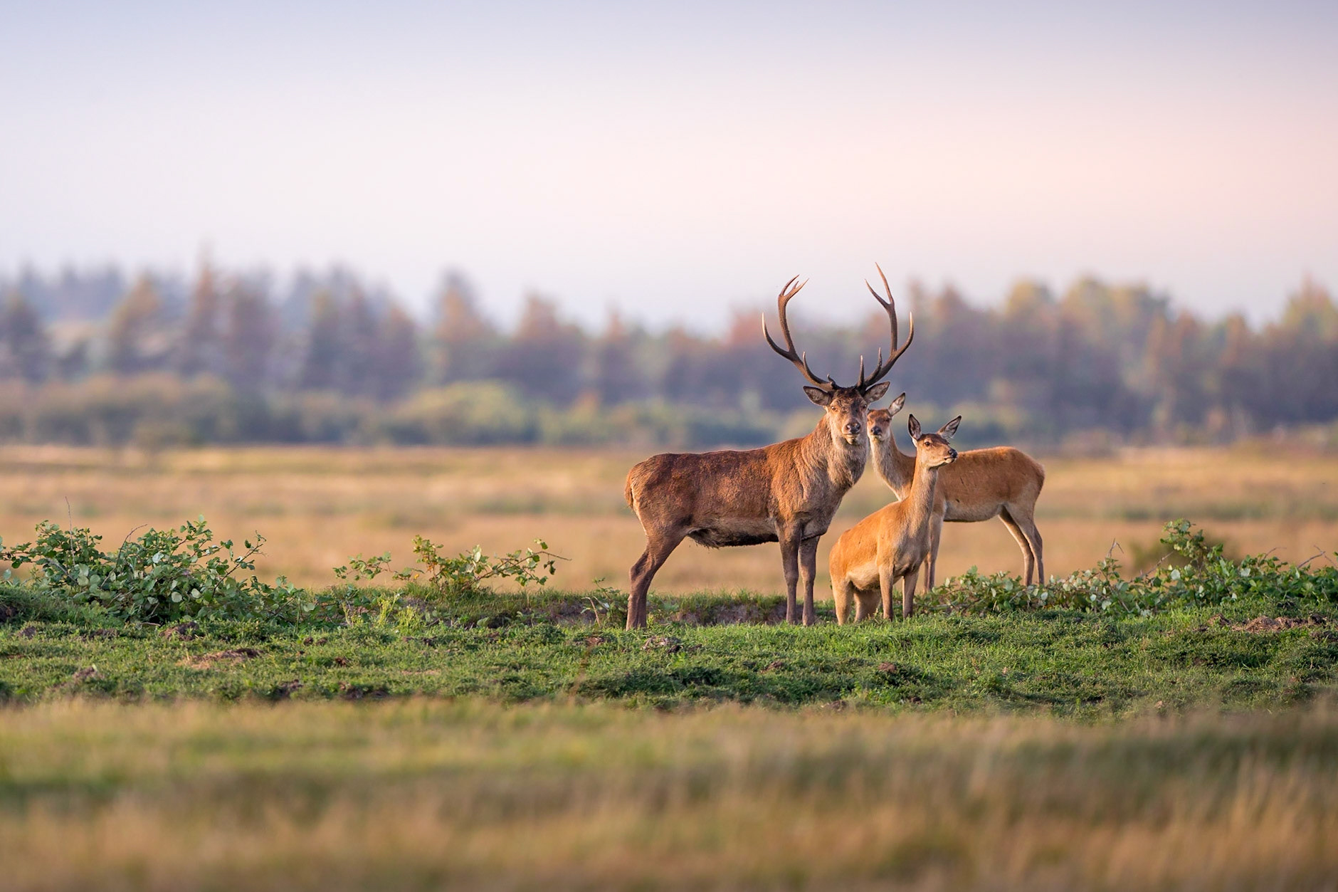 Alter abnormer Rothirsch