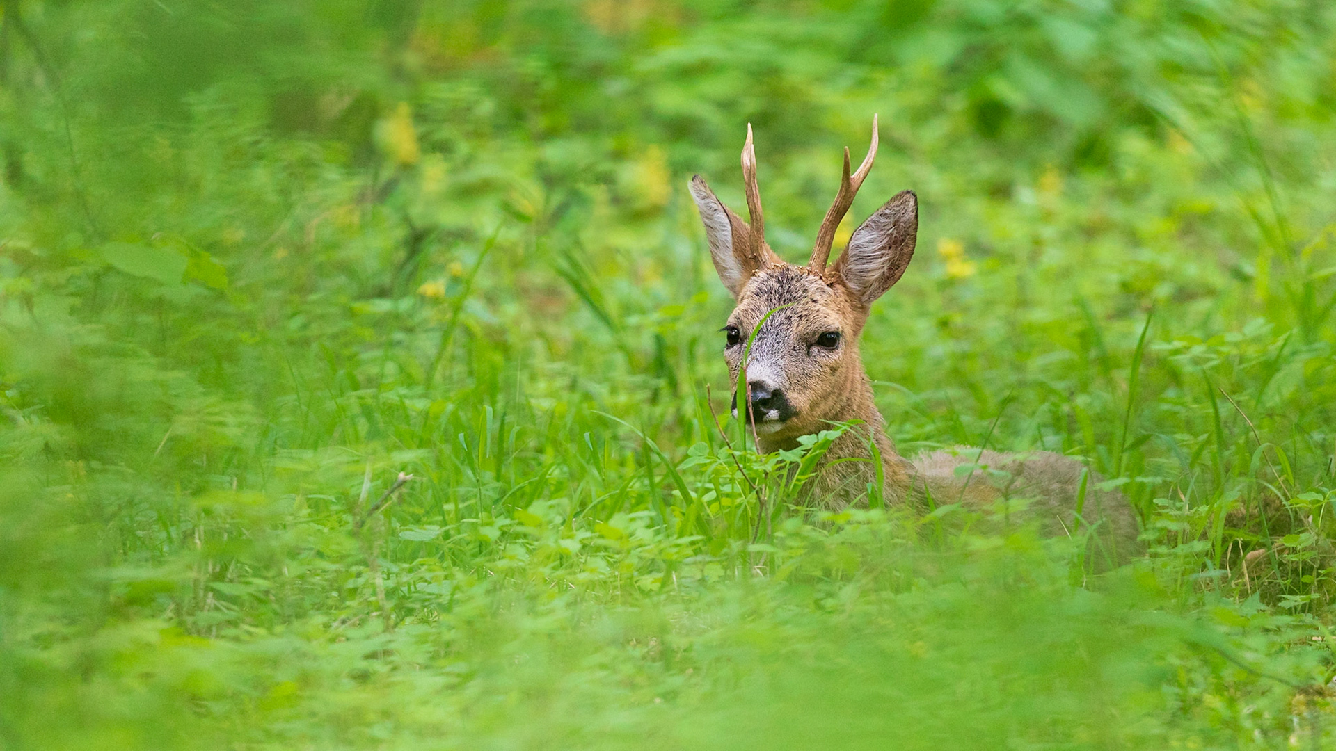 Alter Rehbock mit glatten Stangen ruht im grünen Unterholz