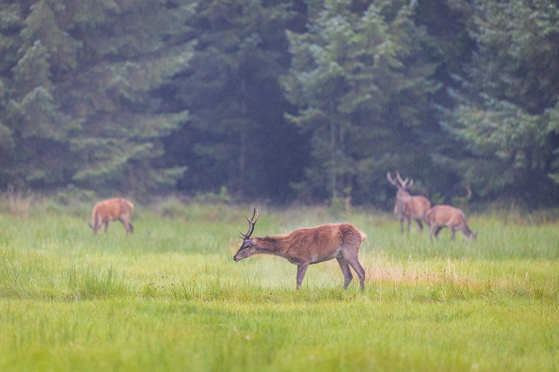 Junger 6er Hirsch schüttelt sich im strömenden Regen