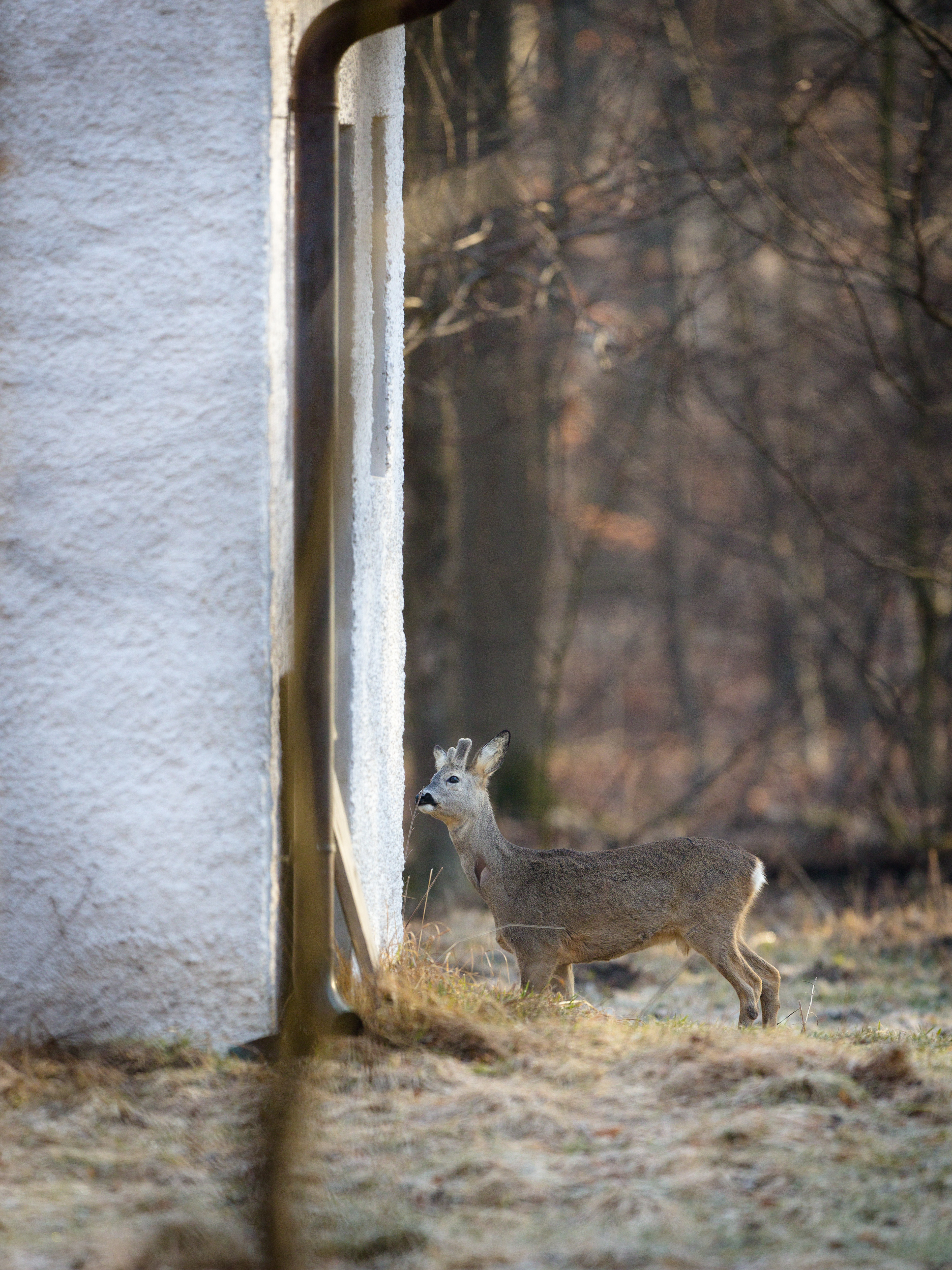 Junger Rehbock.
